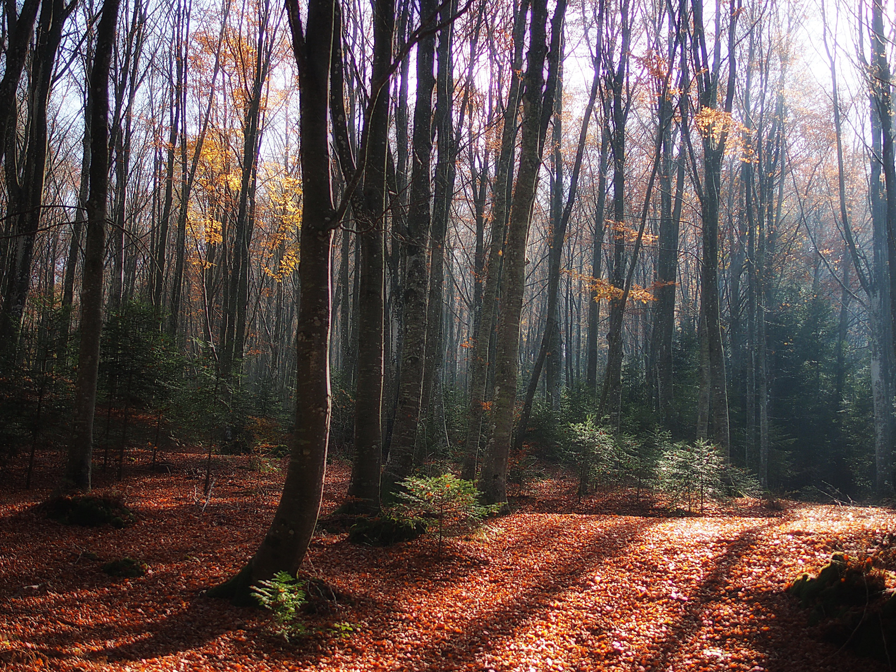 Controluce autunnale