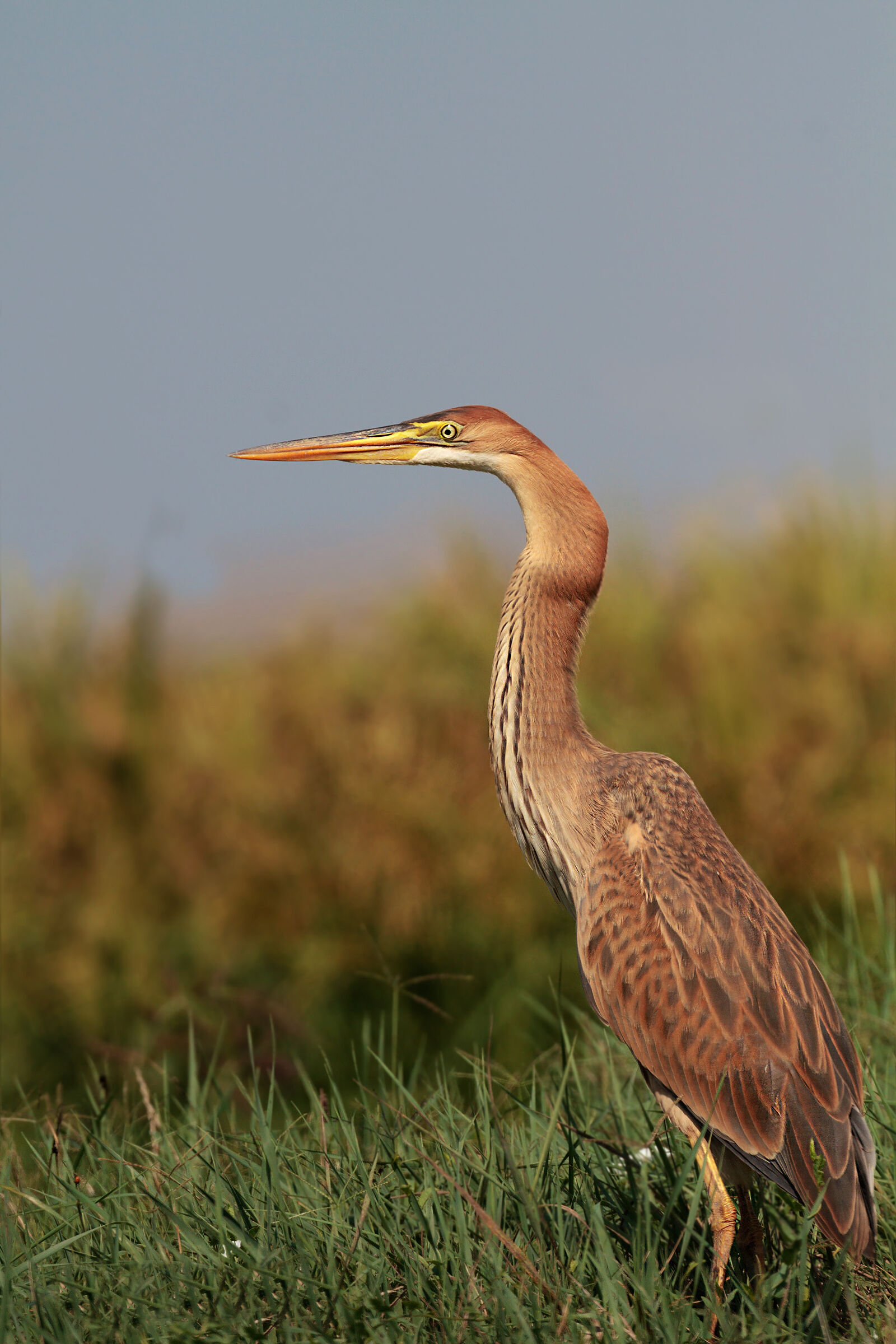 Airone Rosso e canna di palude