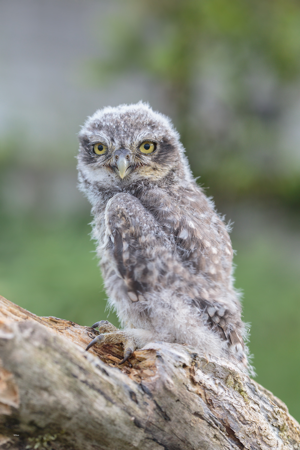 Pullo di civetta