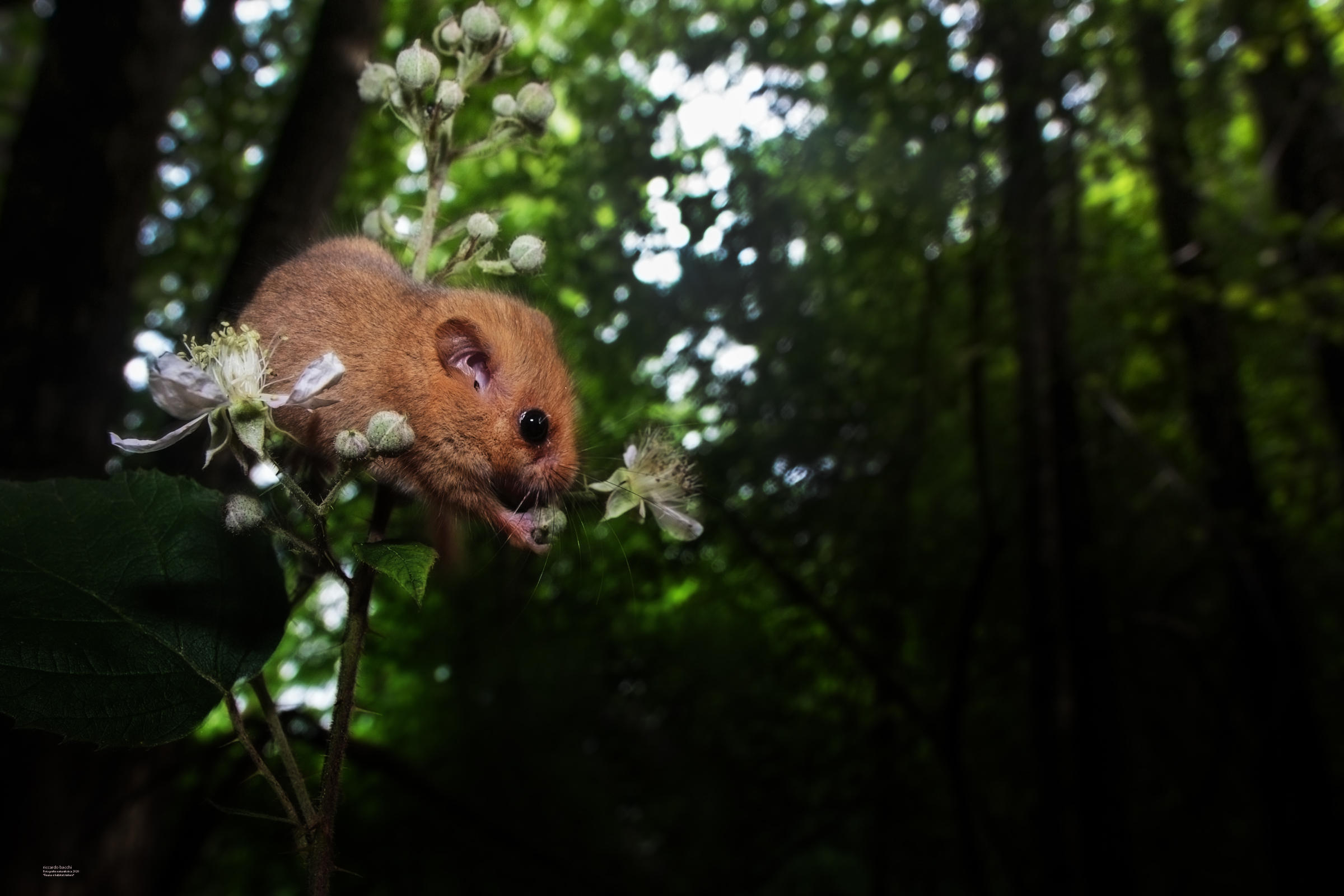 Moscardino a caccia di fiori di mora