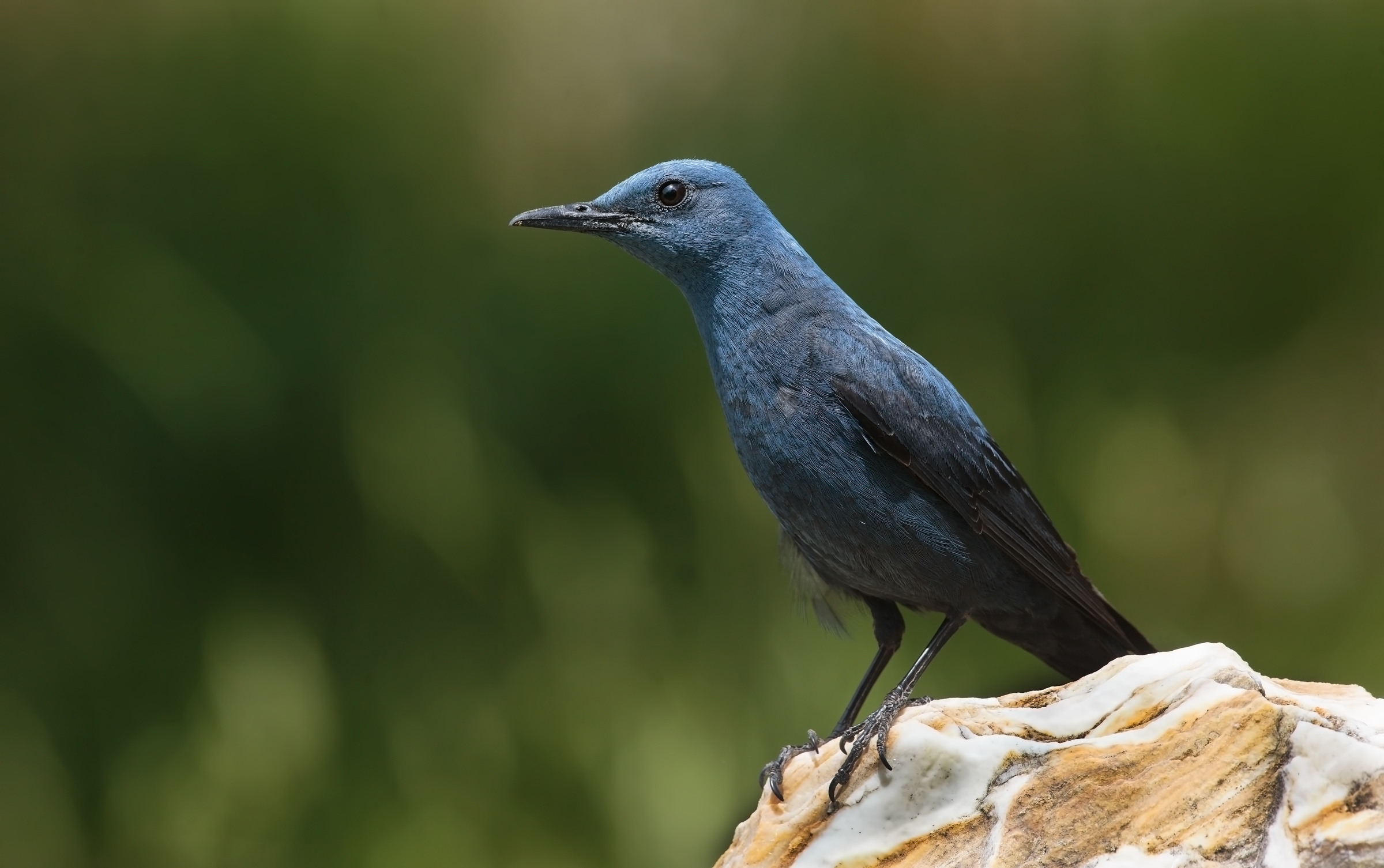 Passero solitario, Toscana 2019