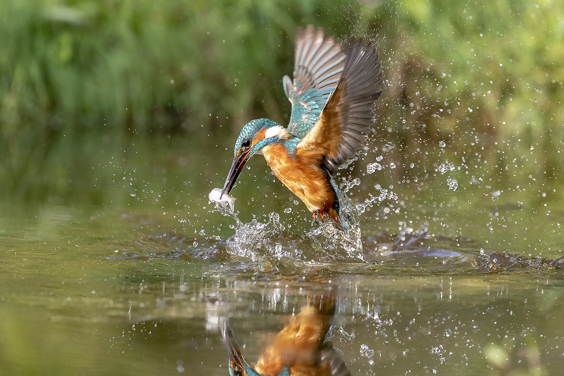 martino in uscita con preda
