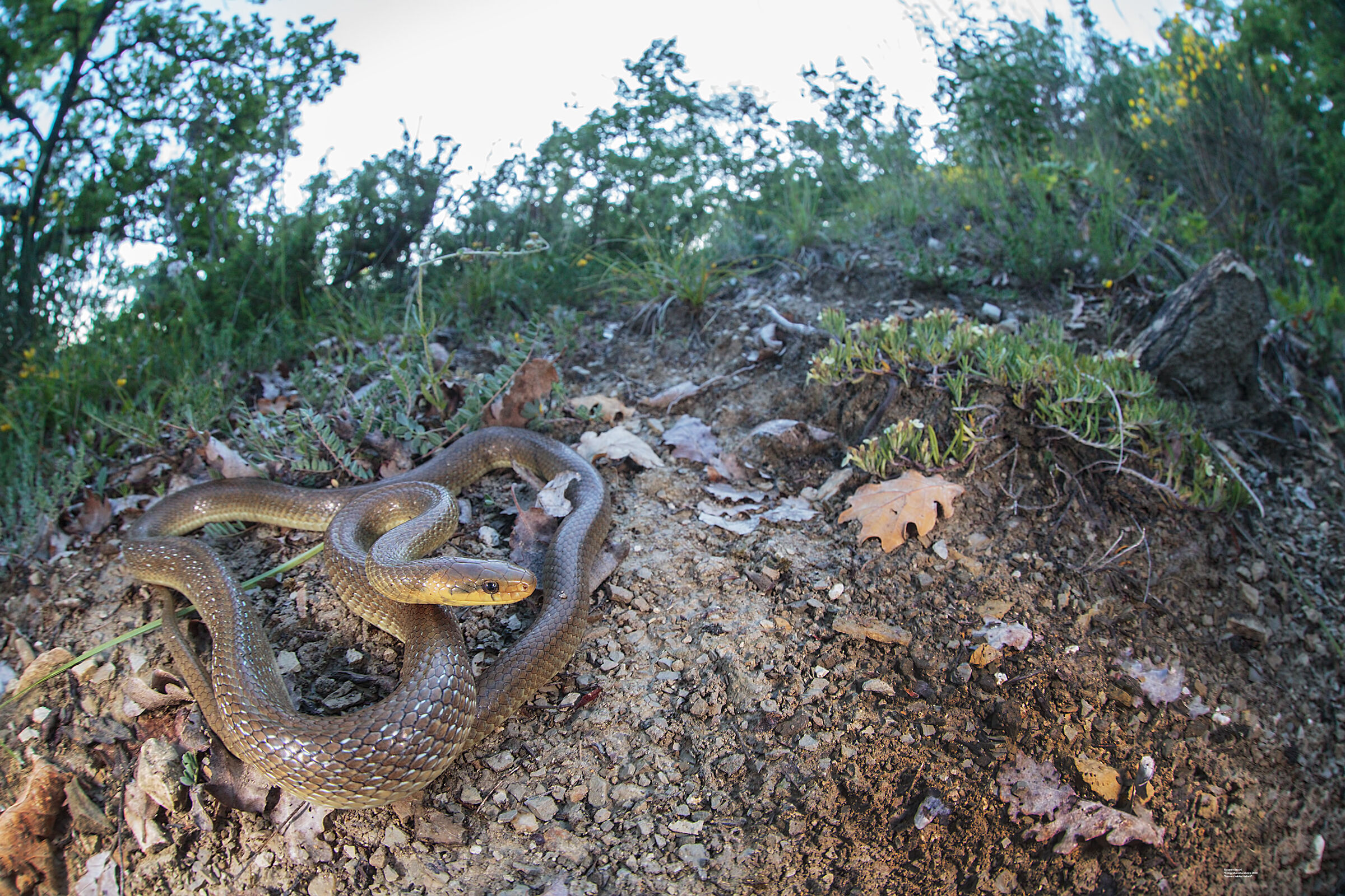 Saettone e roverella