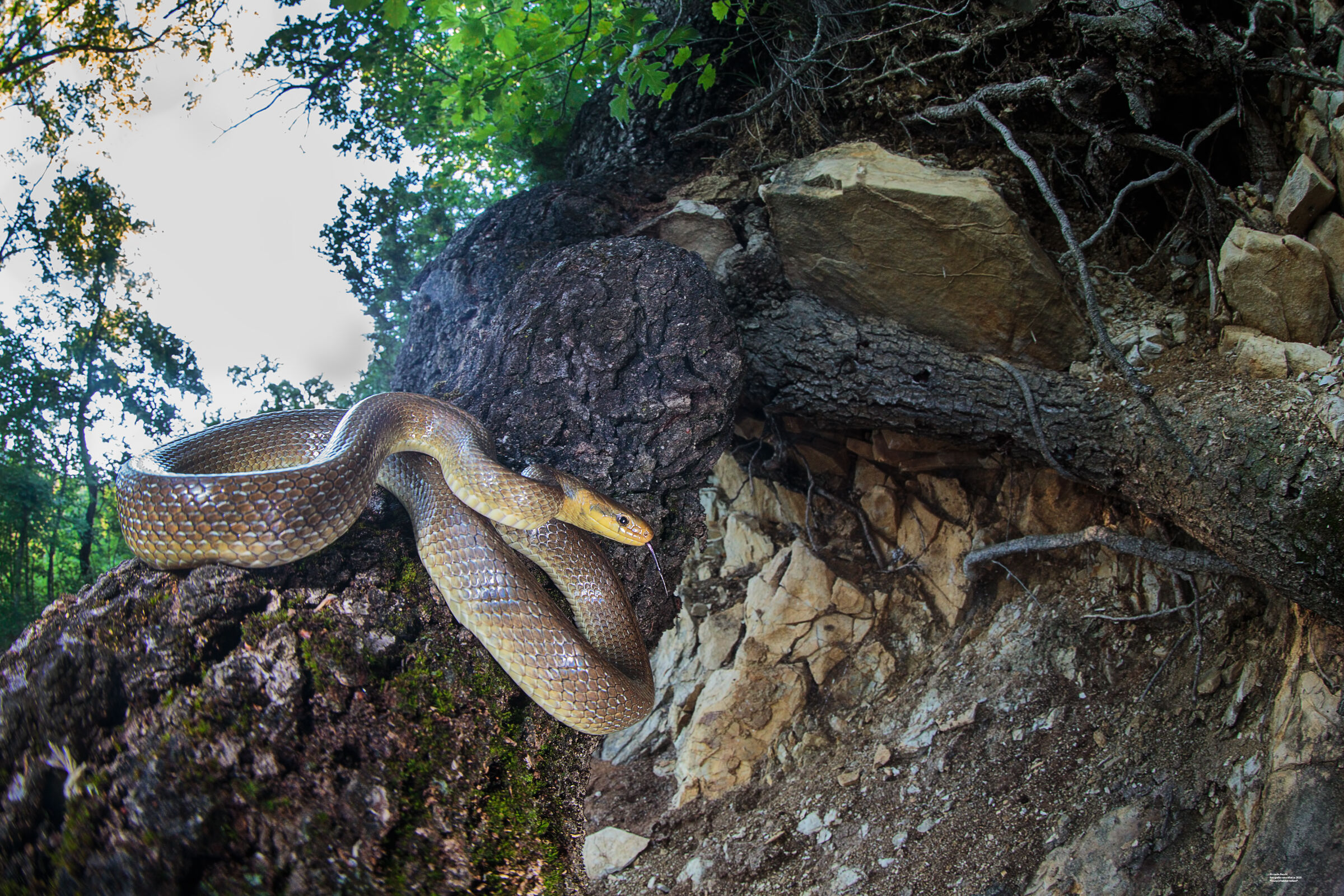 Saettone e roverella