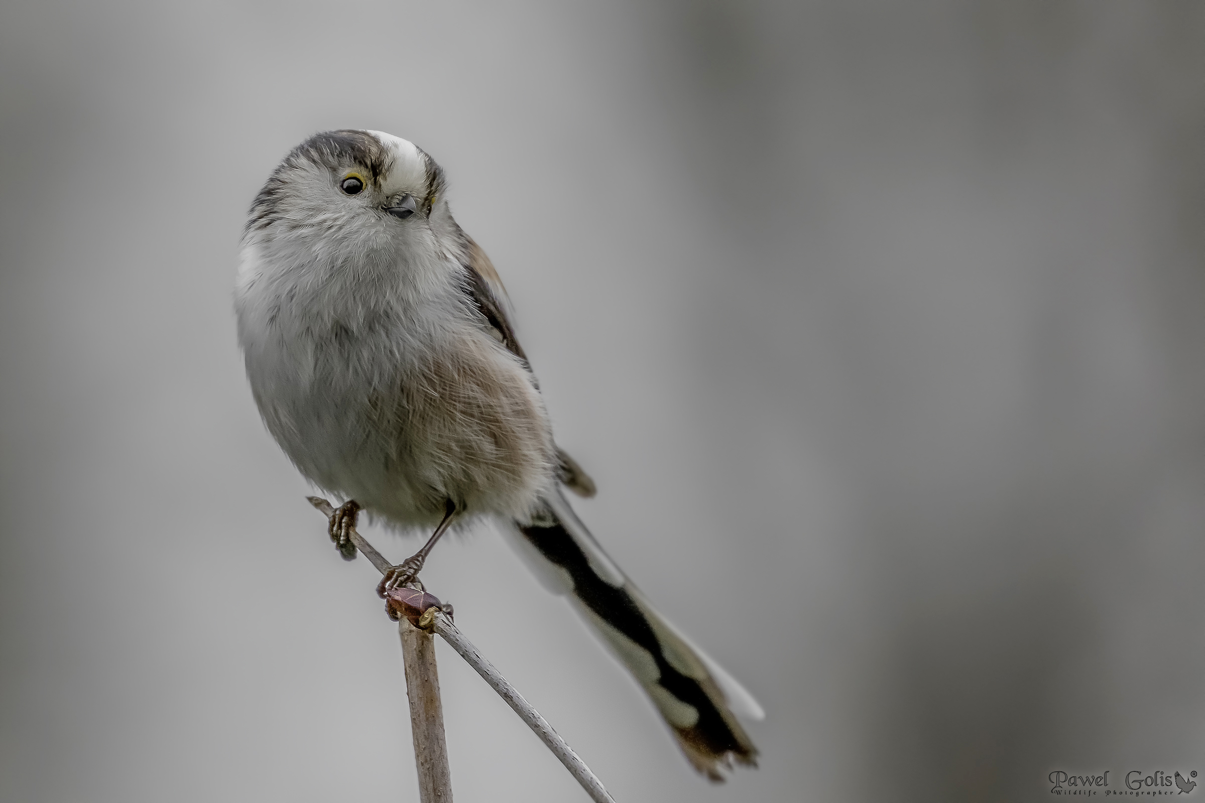 Bushtit dalla coda lunga (Aegithalos caudatus)
