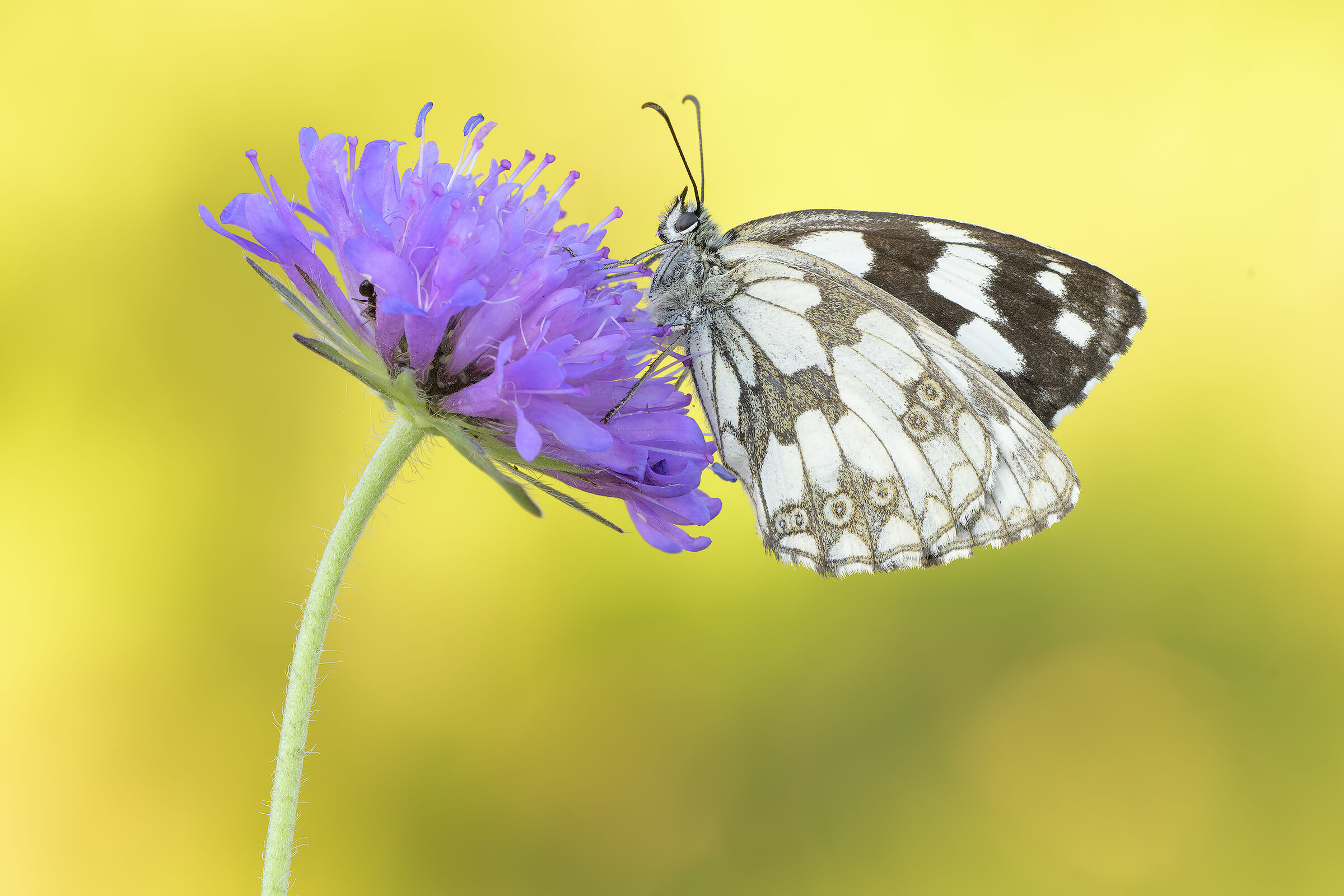 Melanargia galatea