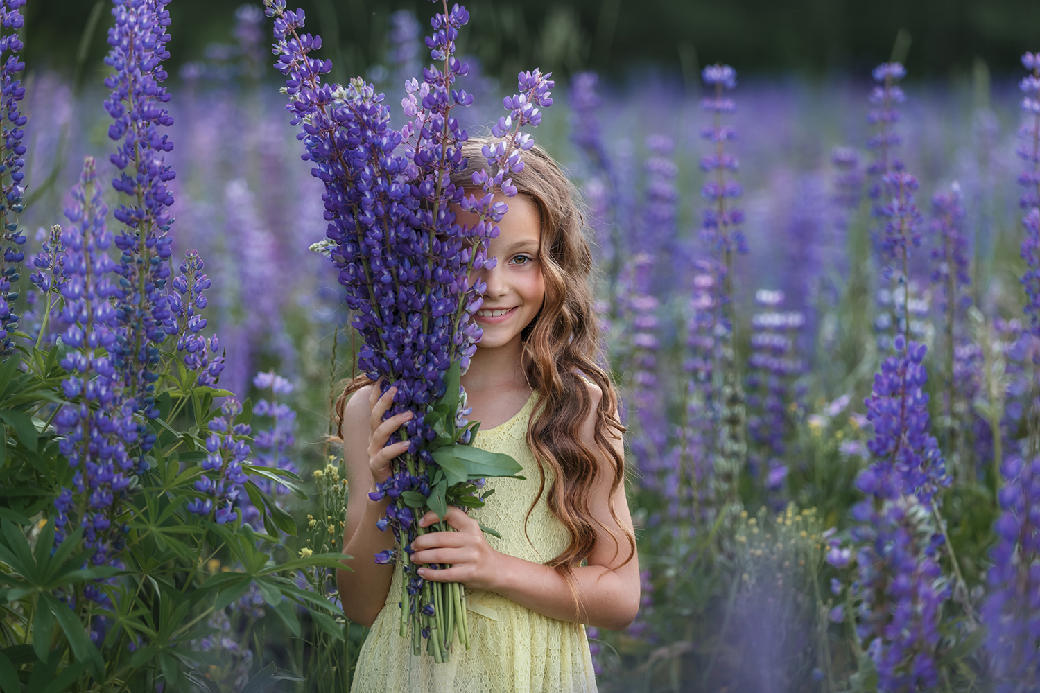 Lilac summer