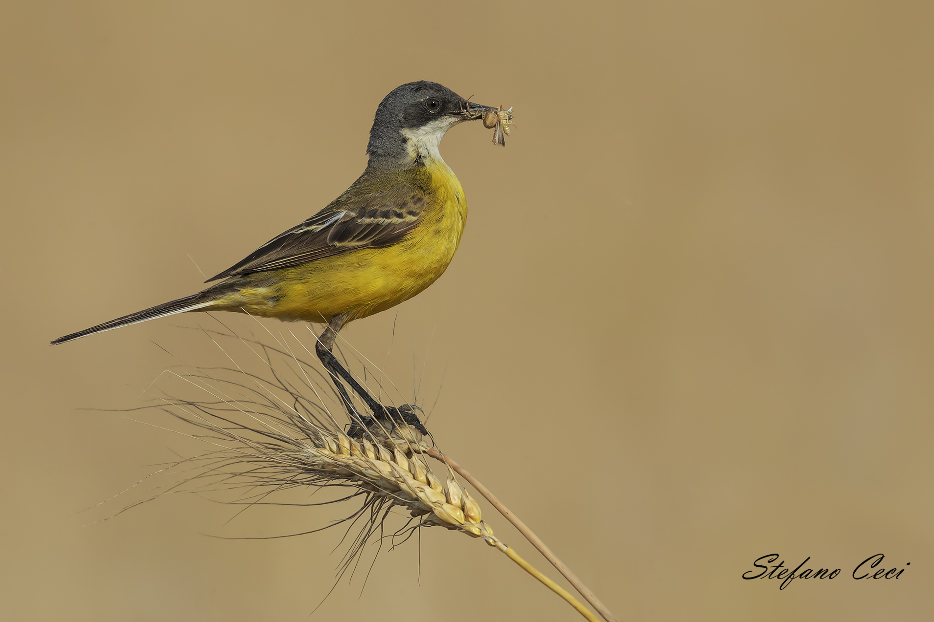 Cutrettola con doppia preda