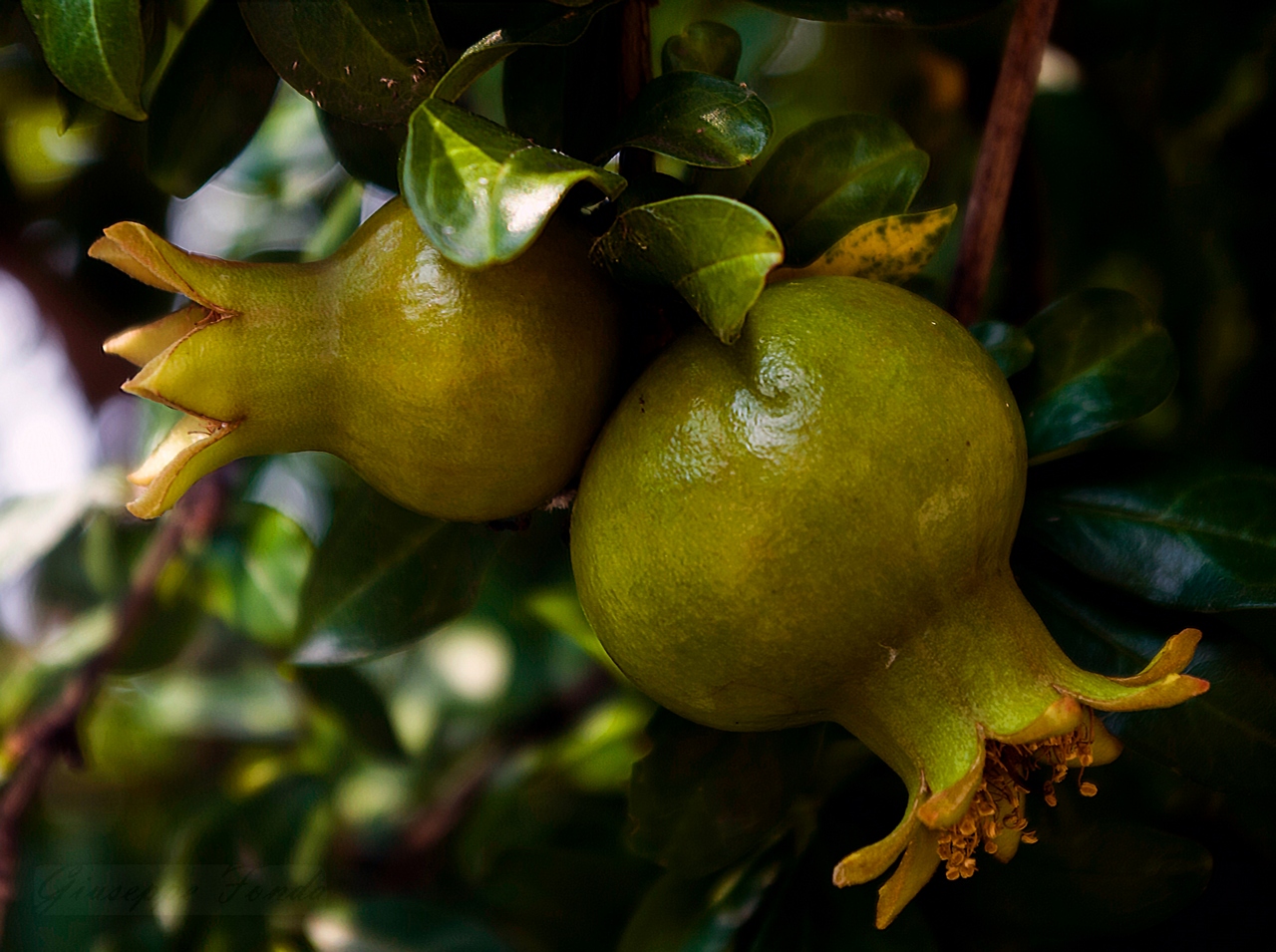 Pomegranate