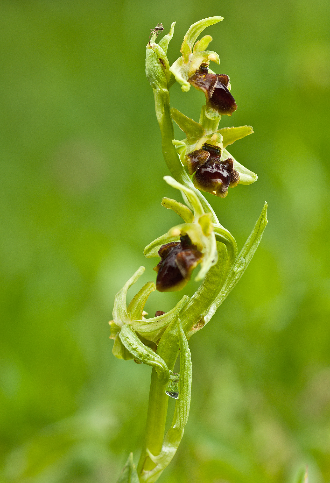 Ophrys sphegodes (Miller, 1768 )  Orchidaceae