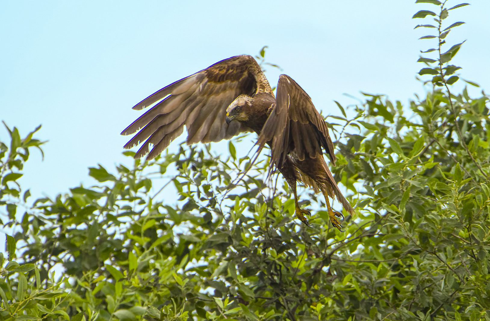 The Hunt for the Swamp Falcon