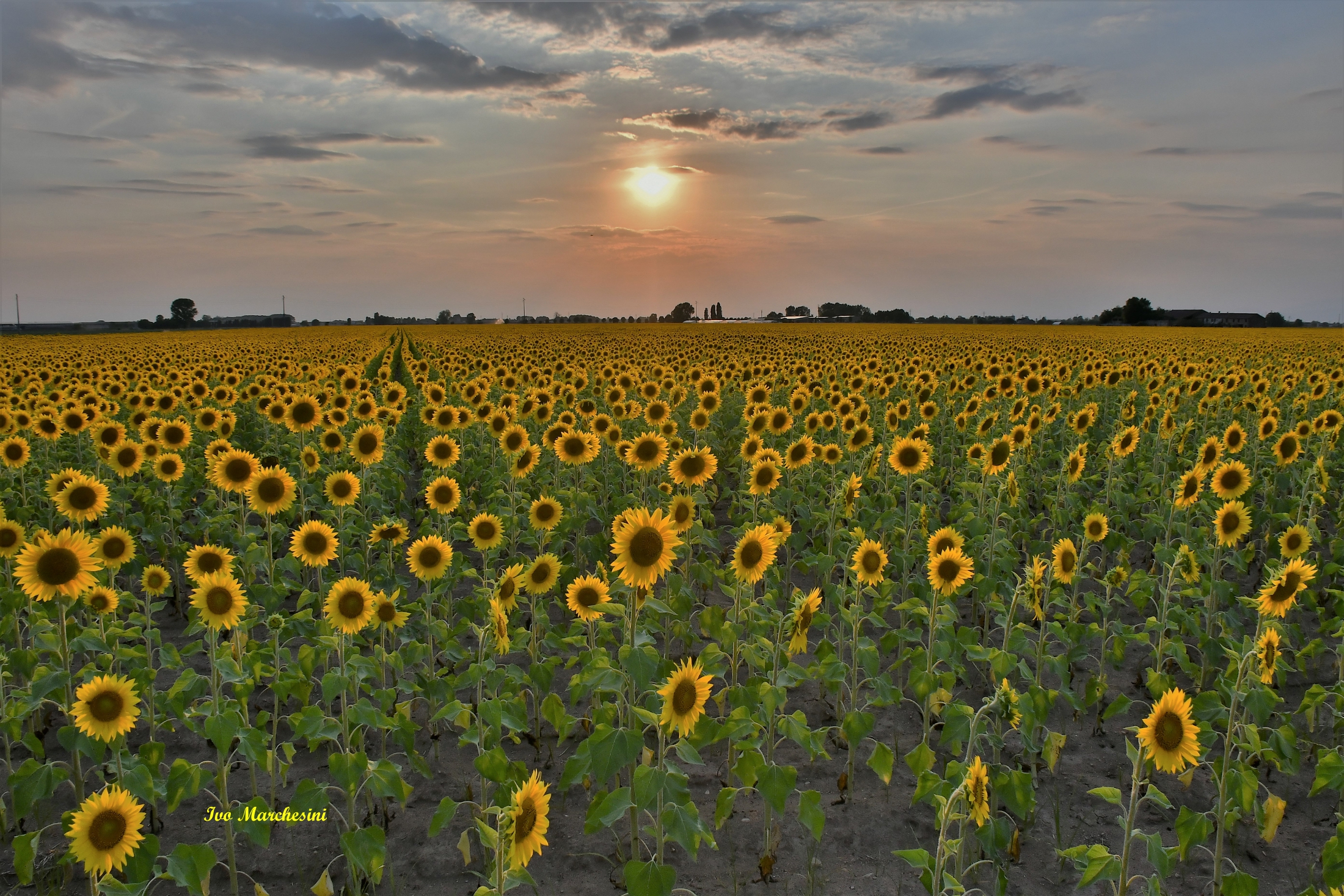 Special sunset .... Sunflowers
