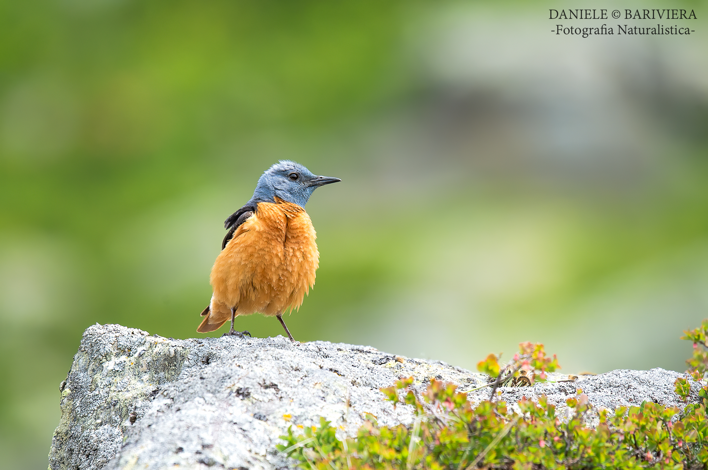 Splendido splendente