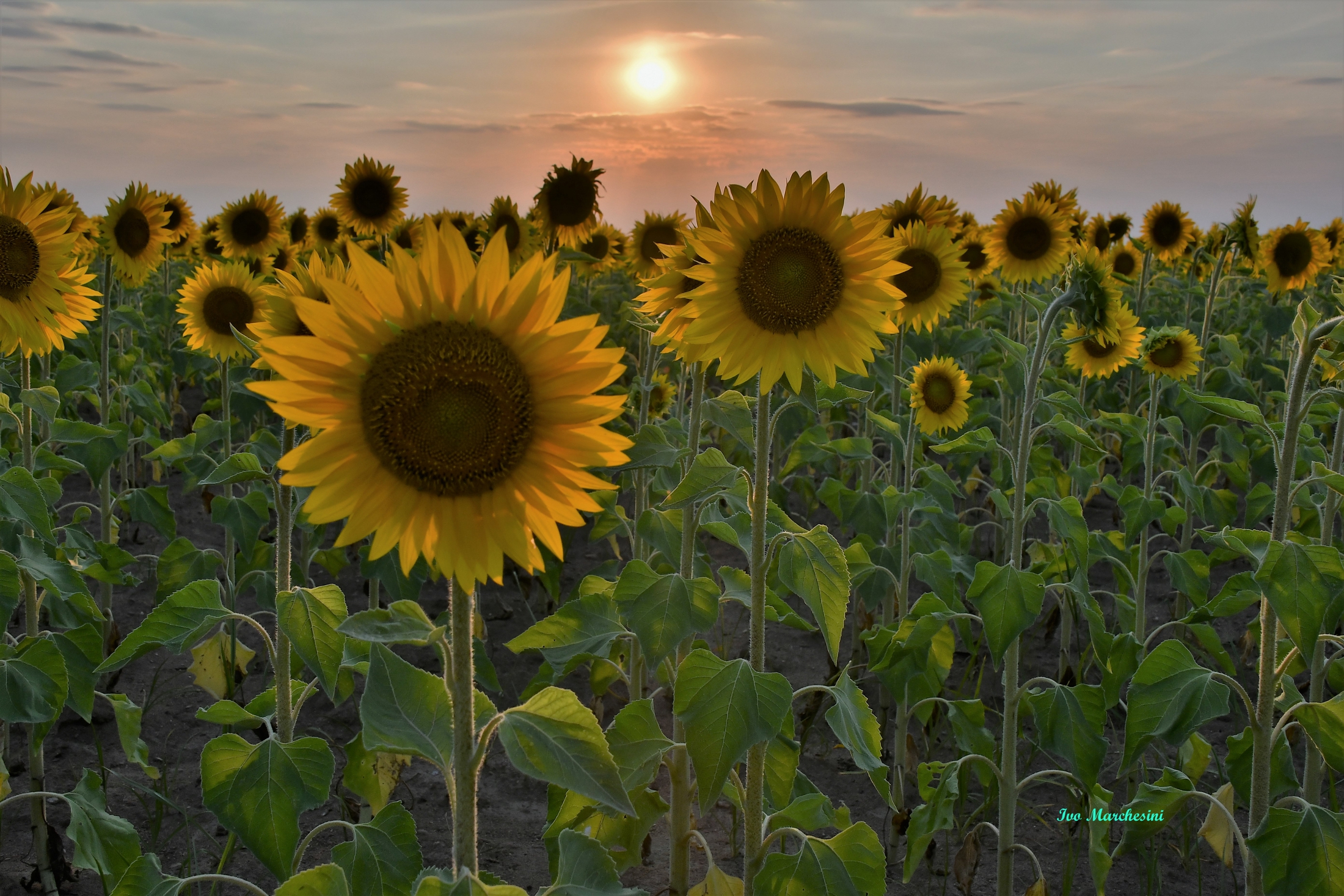Special sunset .... Sunflowers