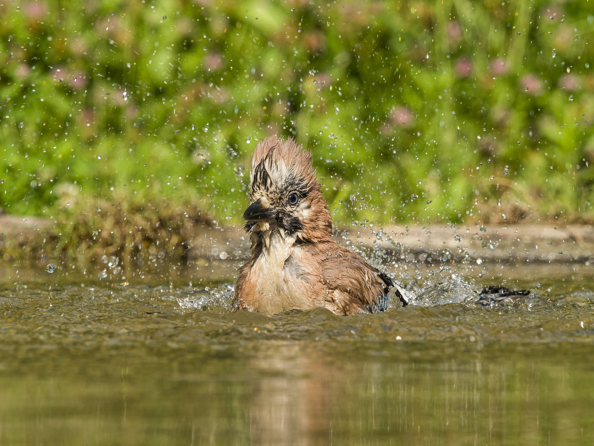 Il bagnetto della Ghiandaia