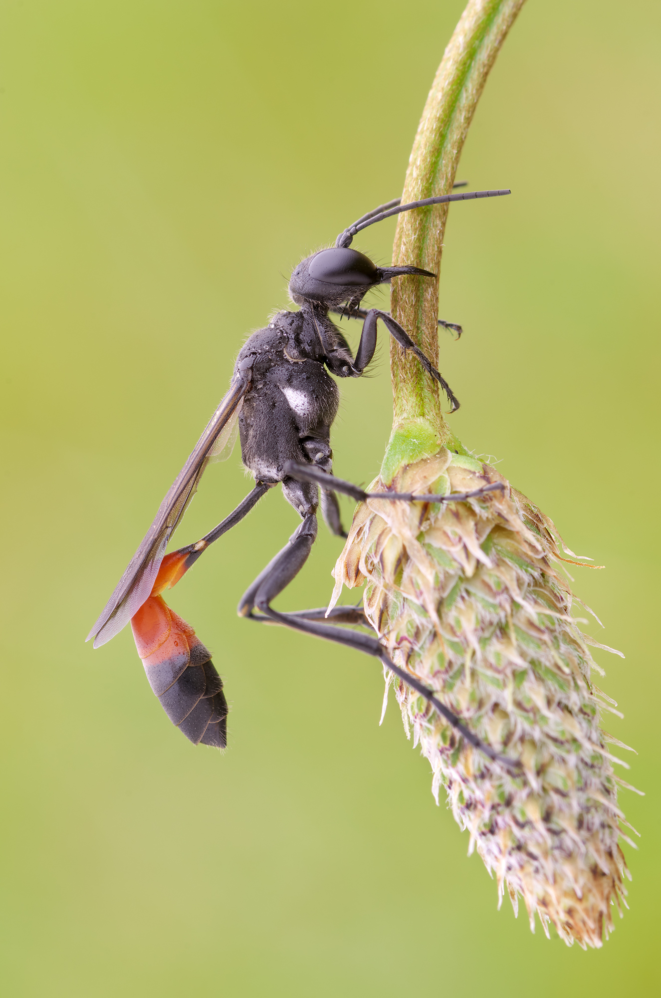 Ammophila sabulosa