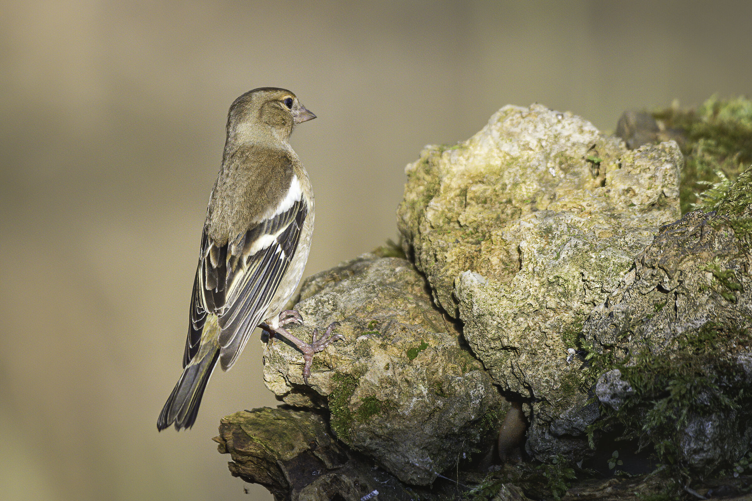 voglio dare un'occhiata!