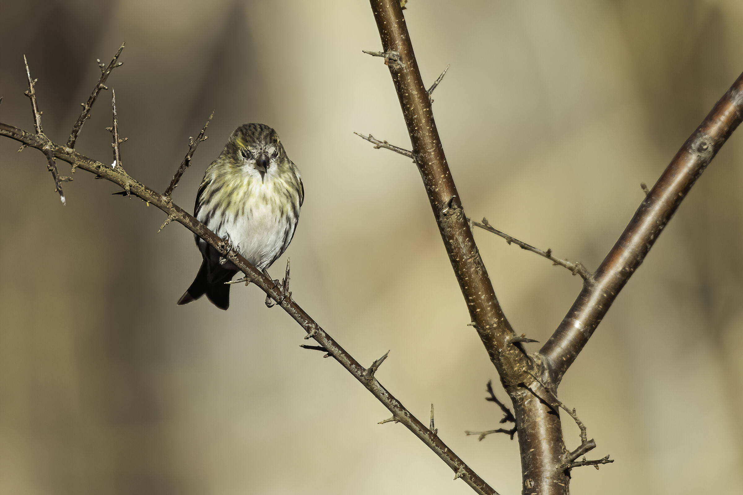il lucherino assonnato