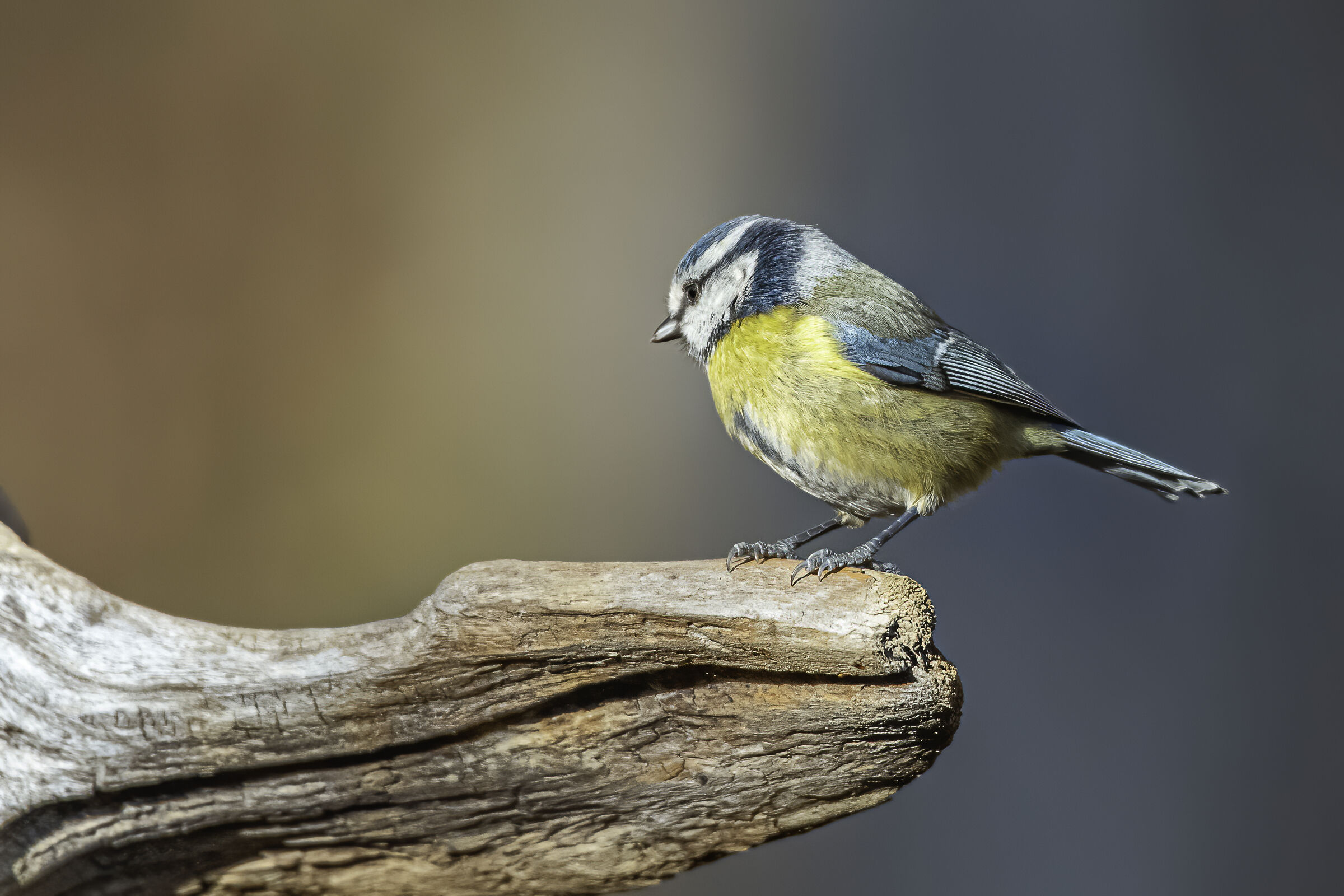 Cinciarella sul tronco
