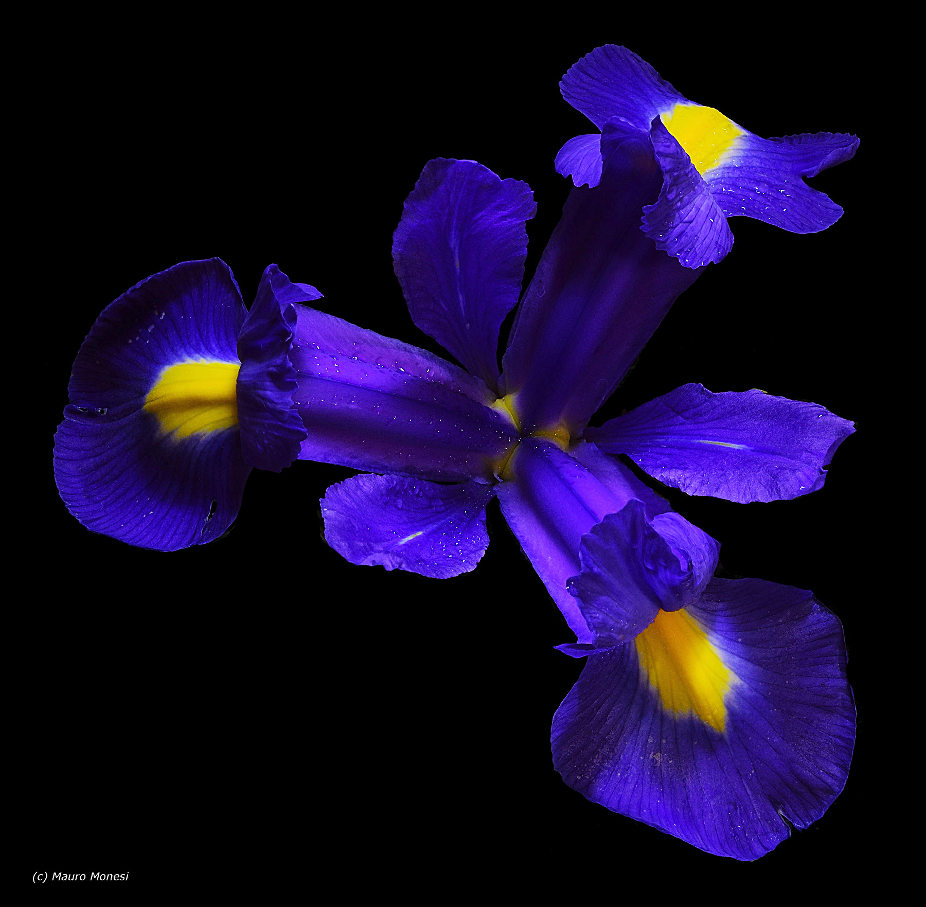 Iris
