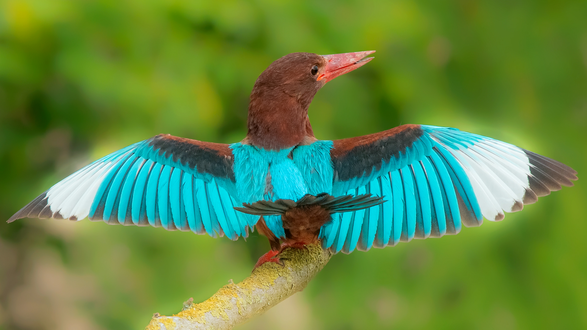Halcyon smyrnensis » White-throated Kingfisher