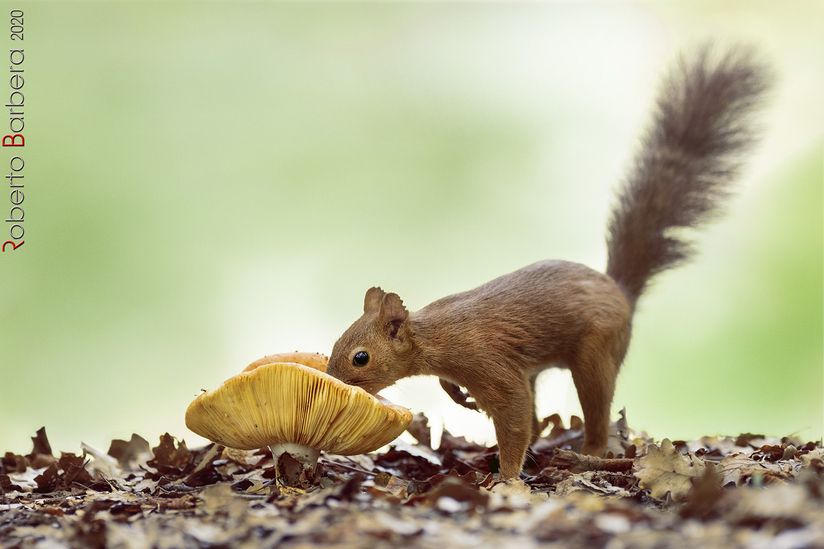 The squirrel cautiously sniffs the fungus, will it be good?
