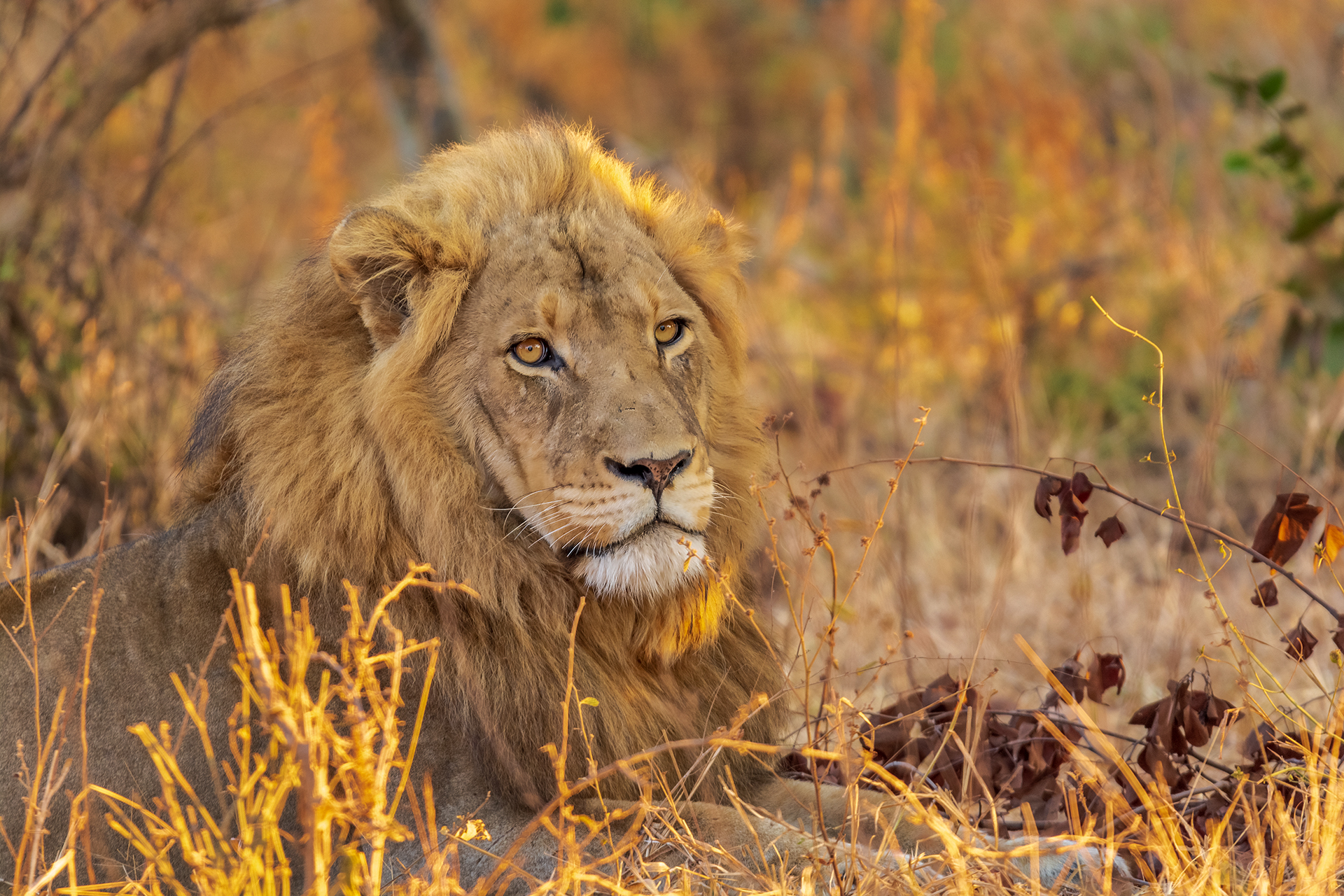 Lion