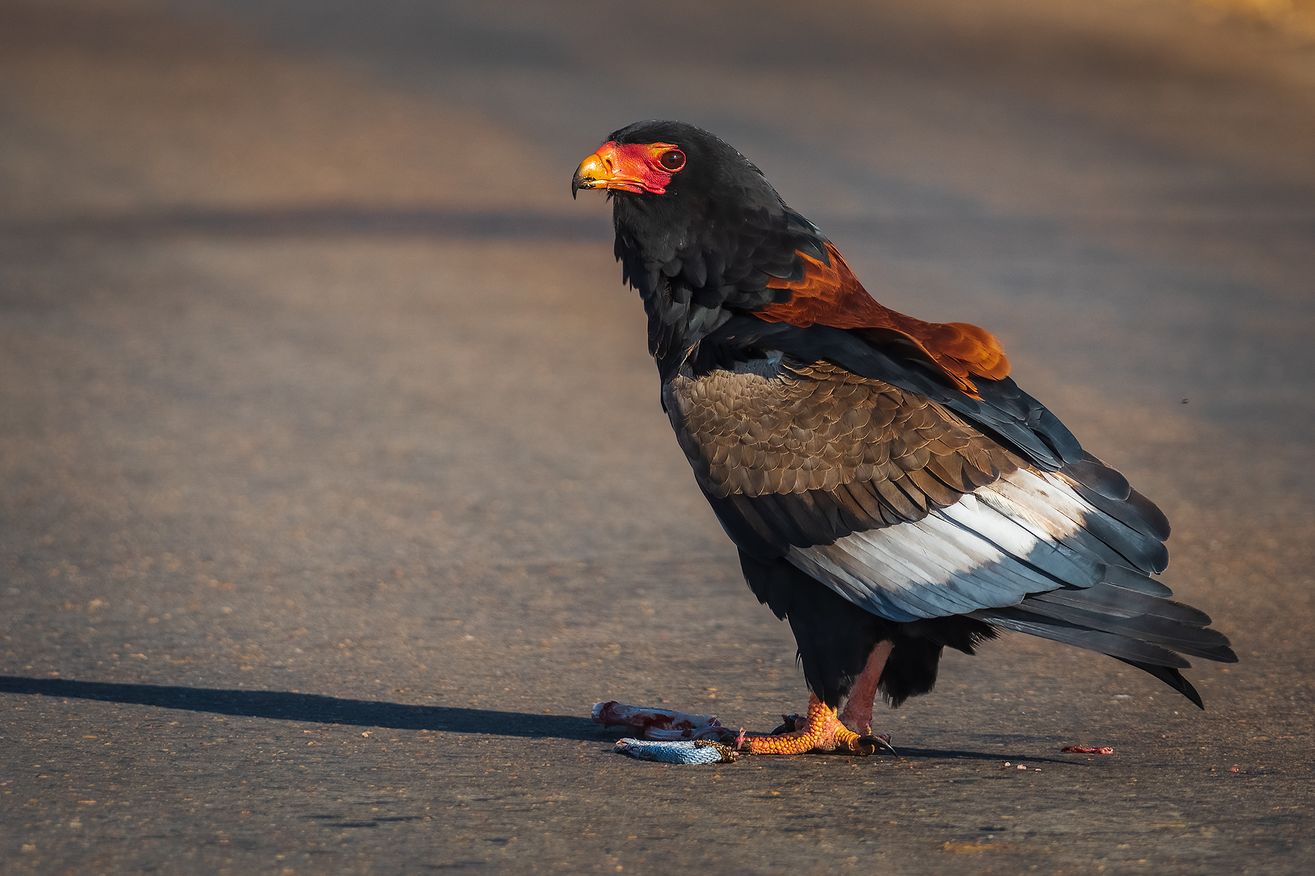 Bateleur