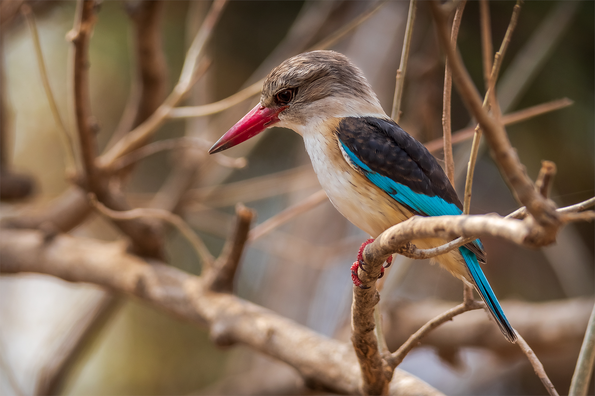 Brown Hooded Kingfisher