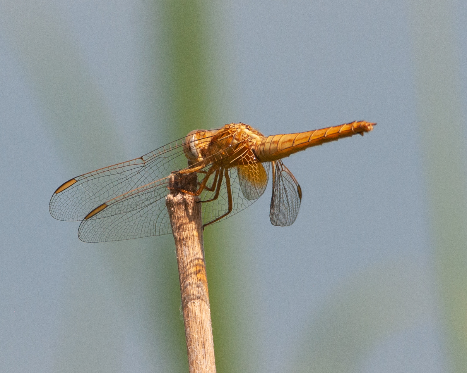 libellula