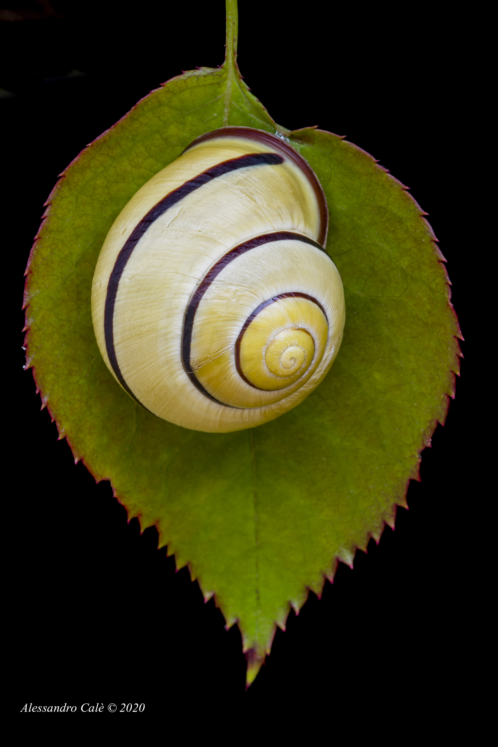 Cepaea nemoralis 6155