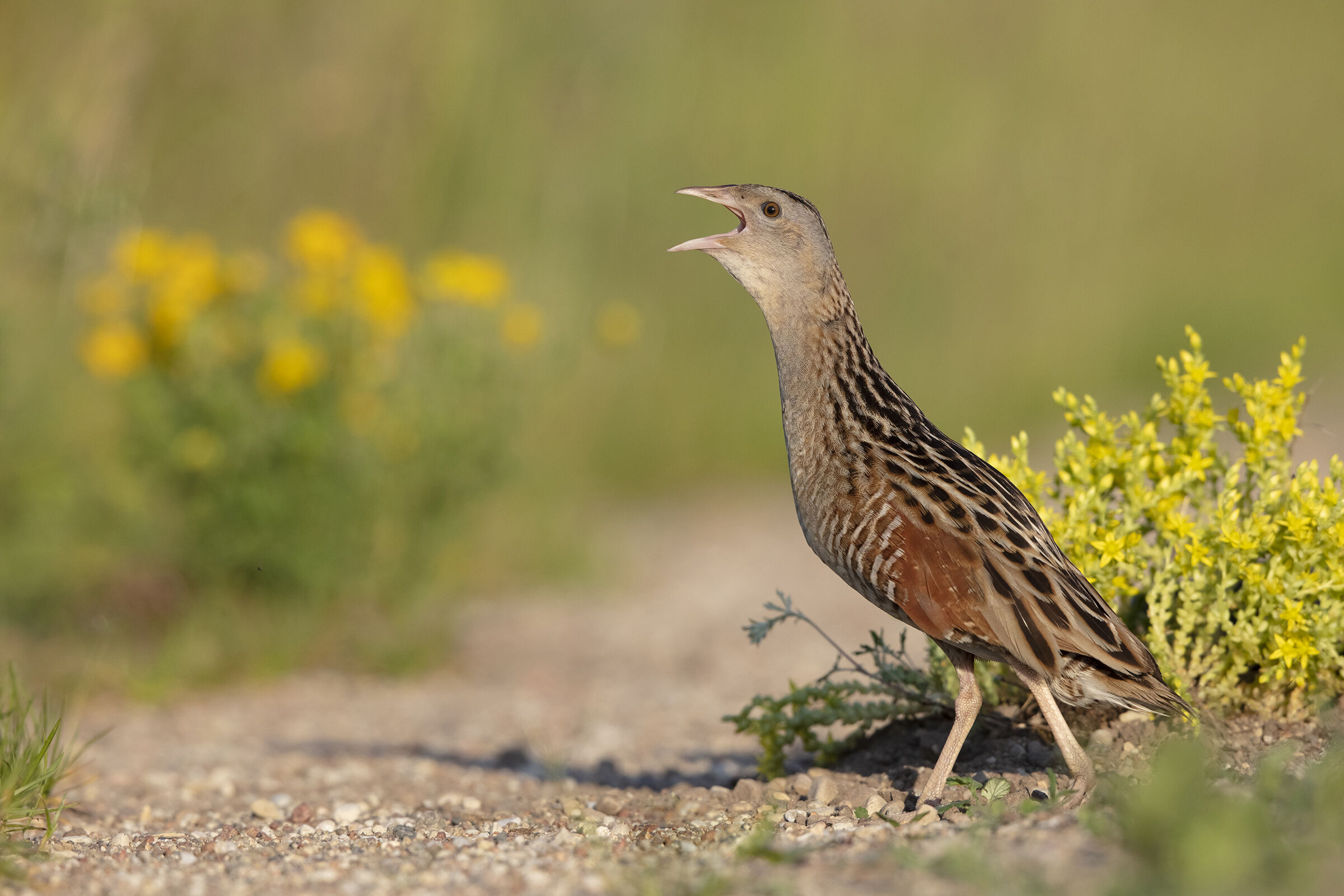 Corncrake (Crex crex)
