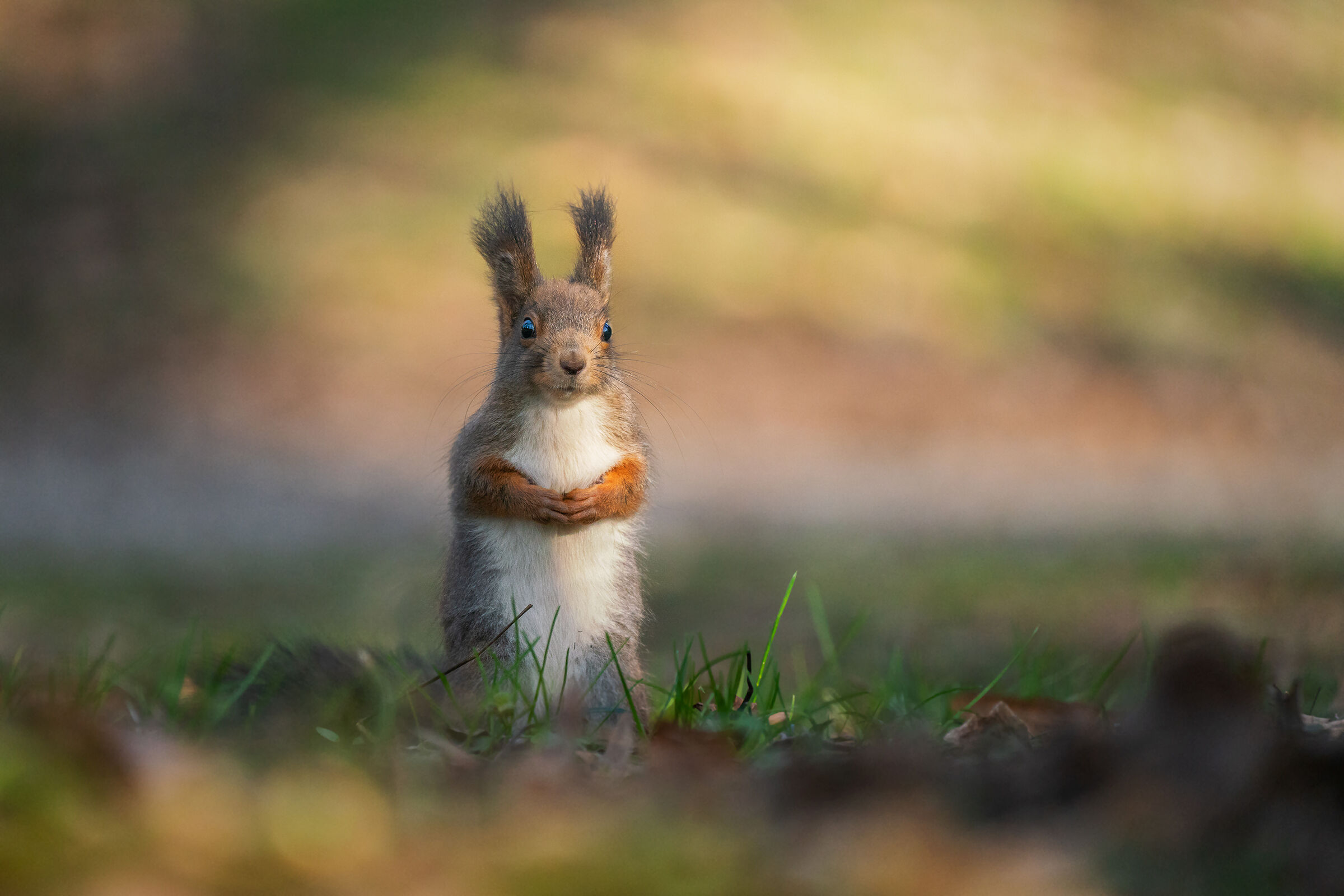 Red Squirrel