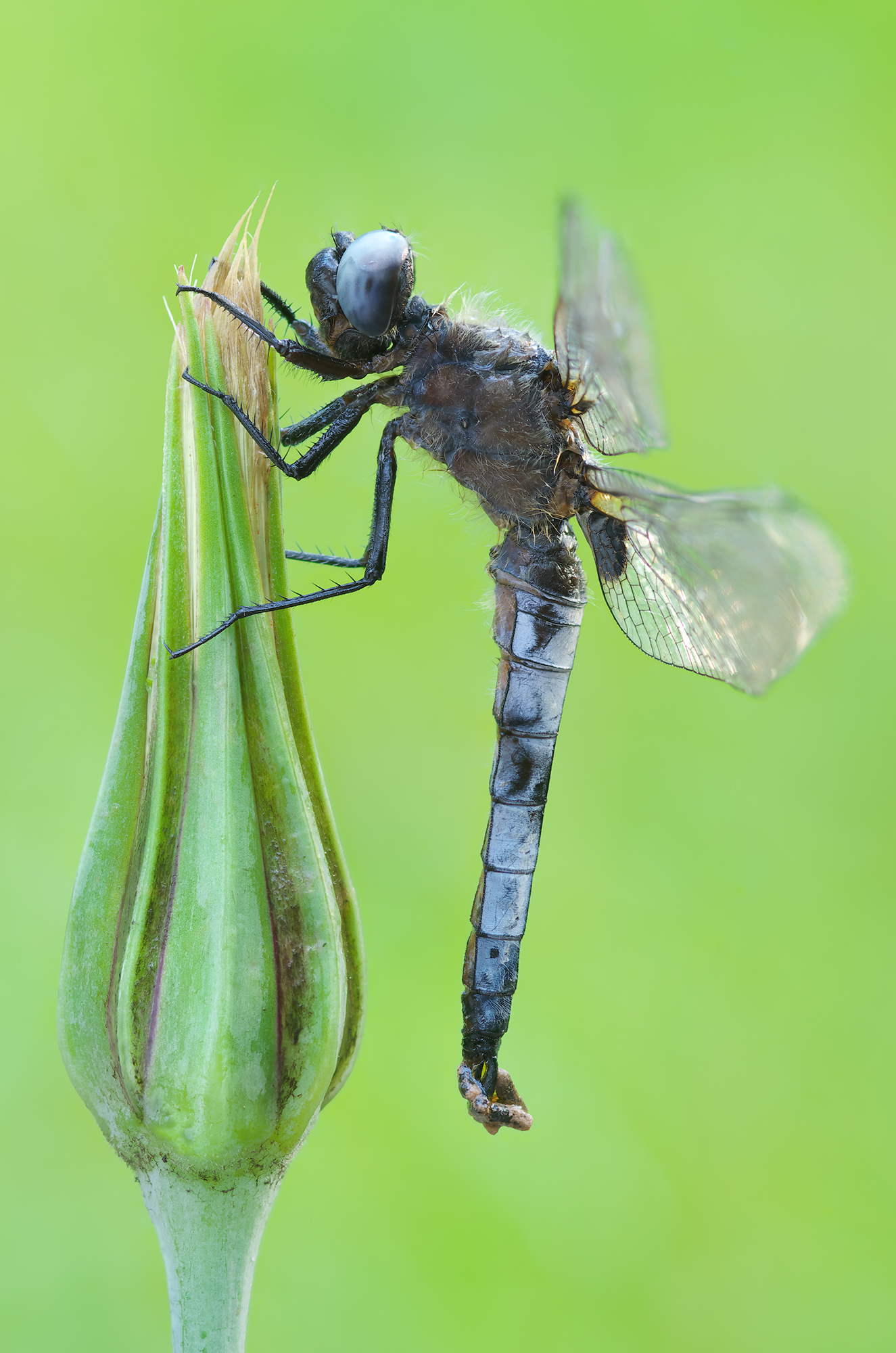 Libellula fulva