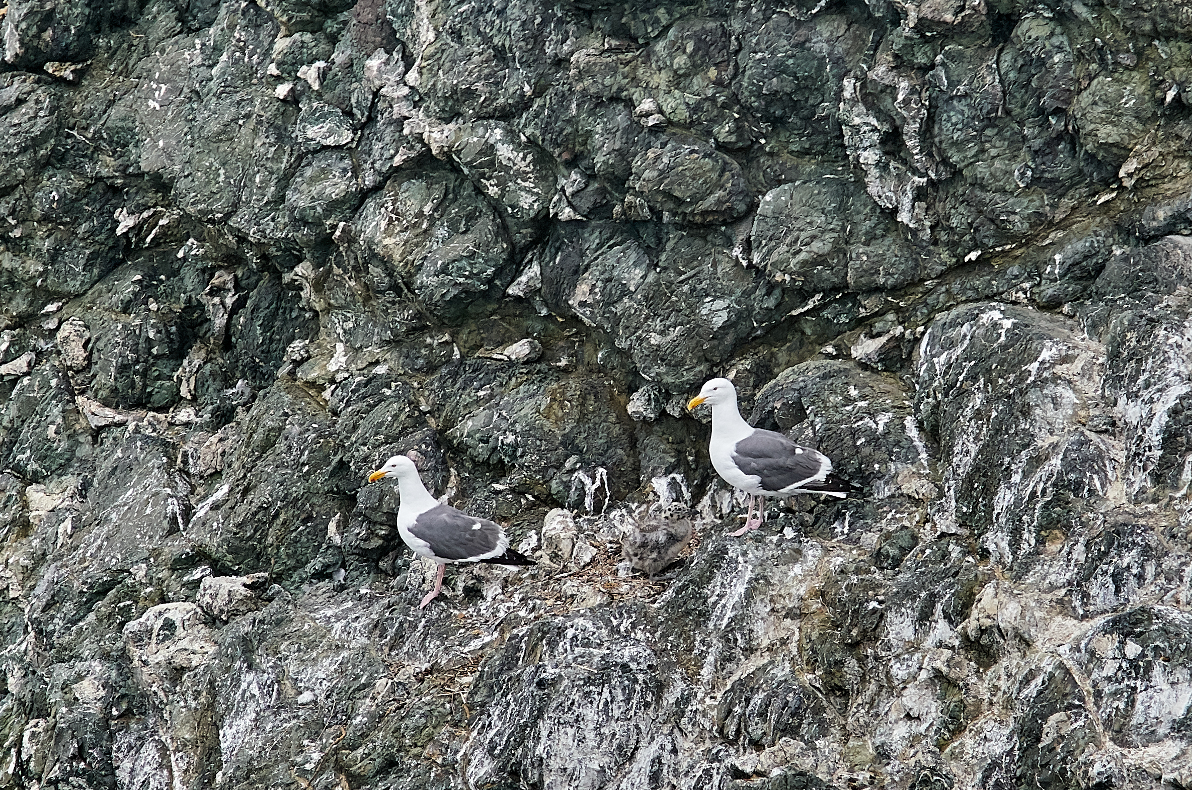 Challenge: Try to find seagull chicken!