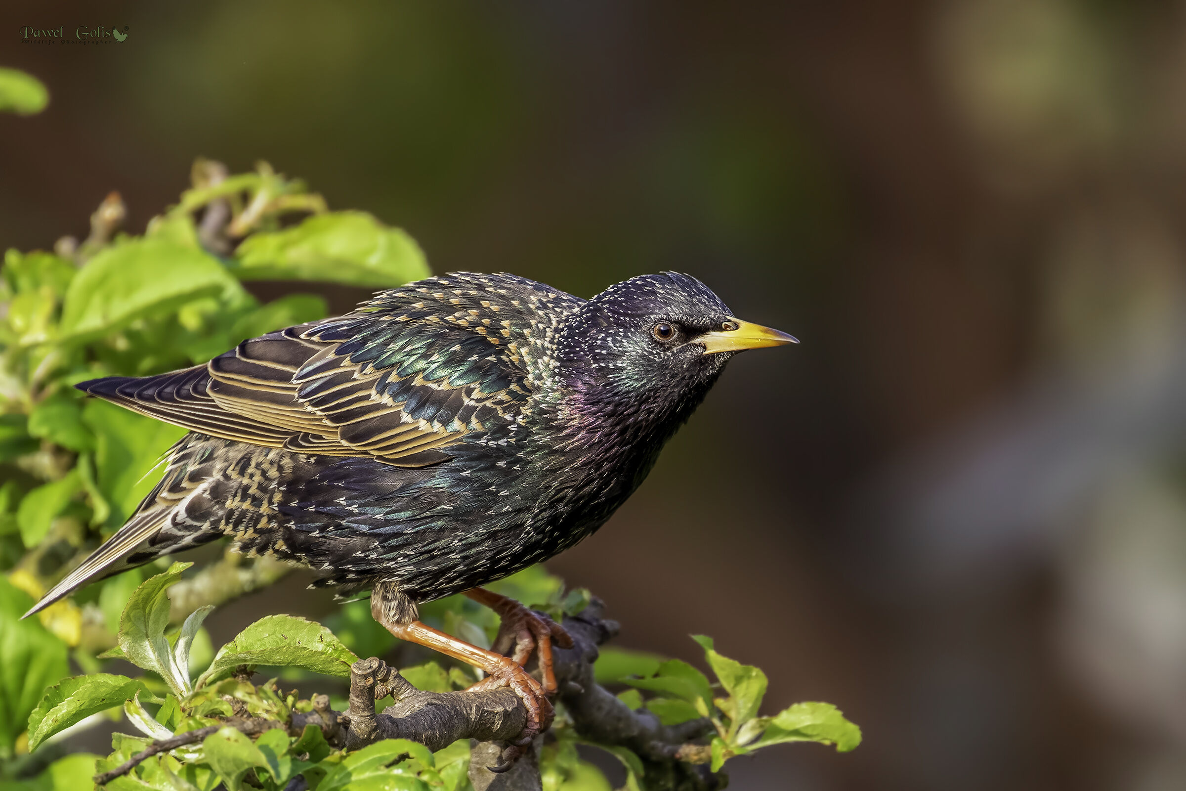 Sturnus vulgaris (Sturnus vulgaris)