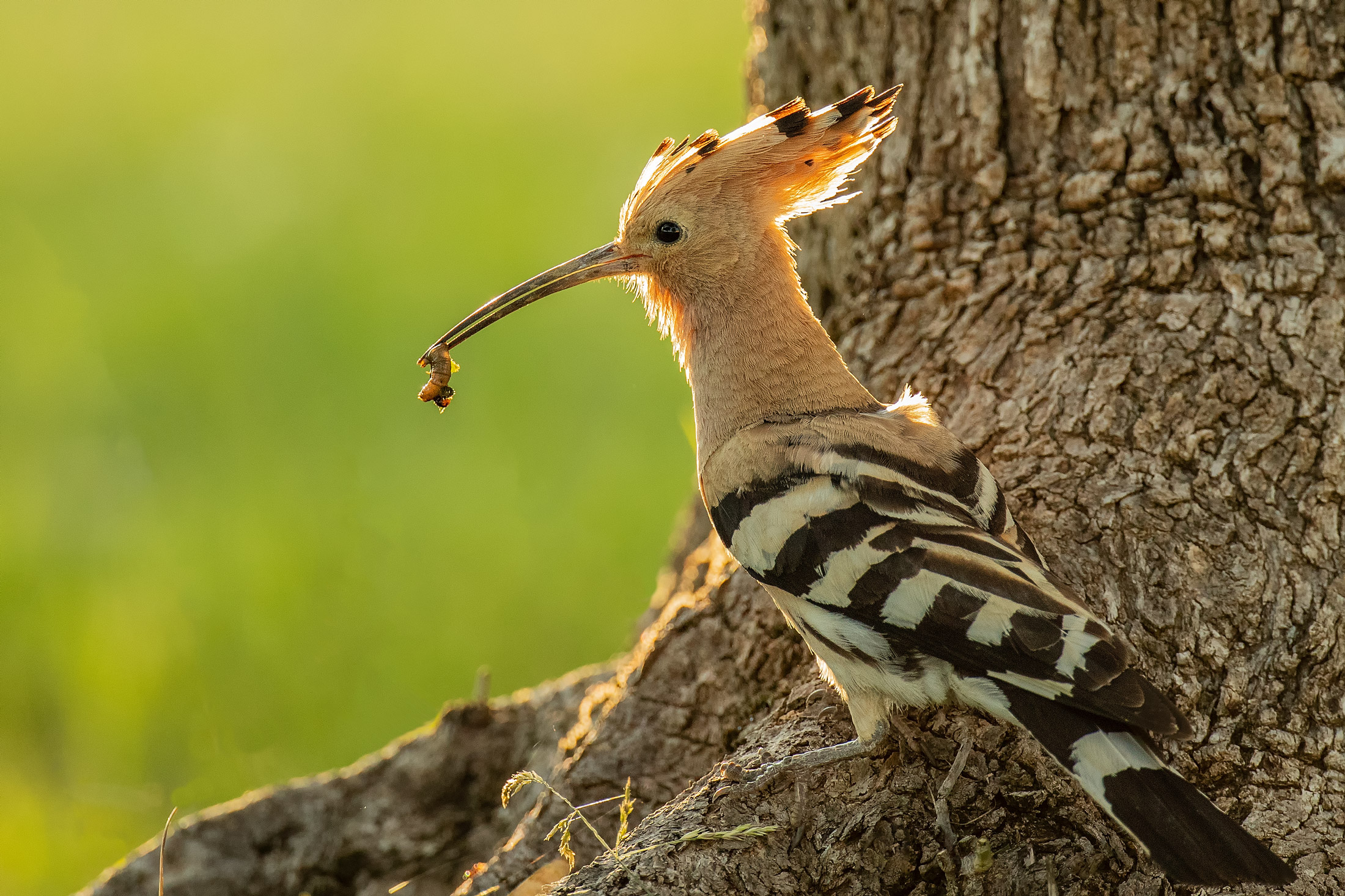 Hoopoe