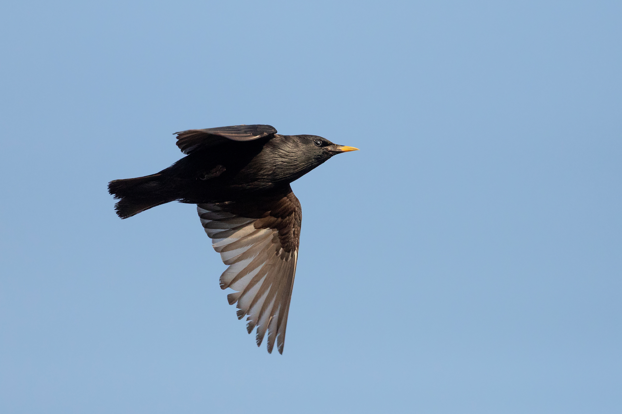 Lo storno nero in volo