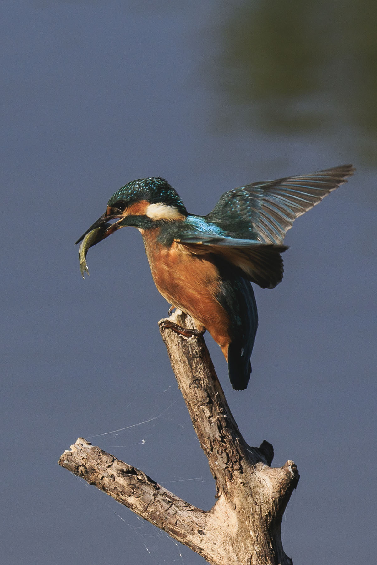 Martino and the fisholono (revised vers. )