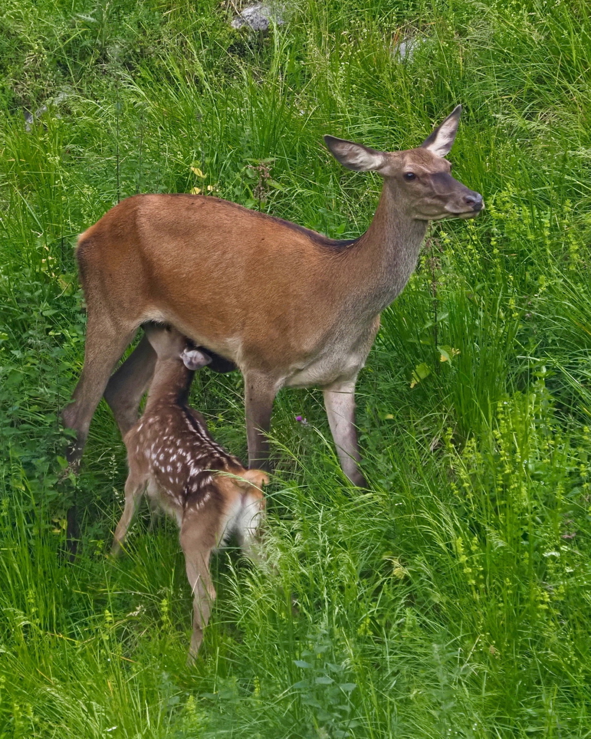 CERVI a gorgeous scene