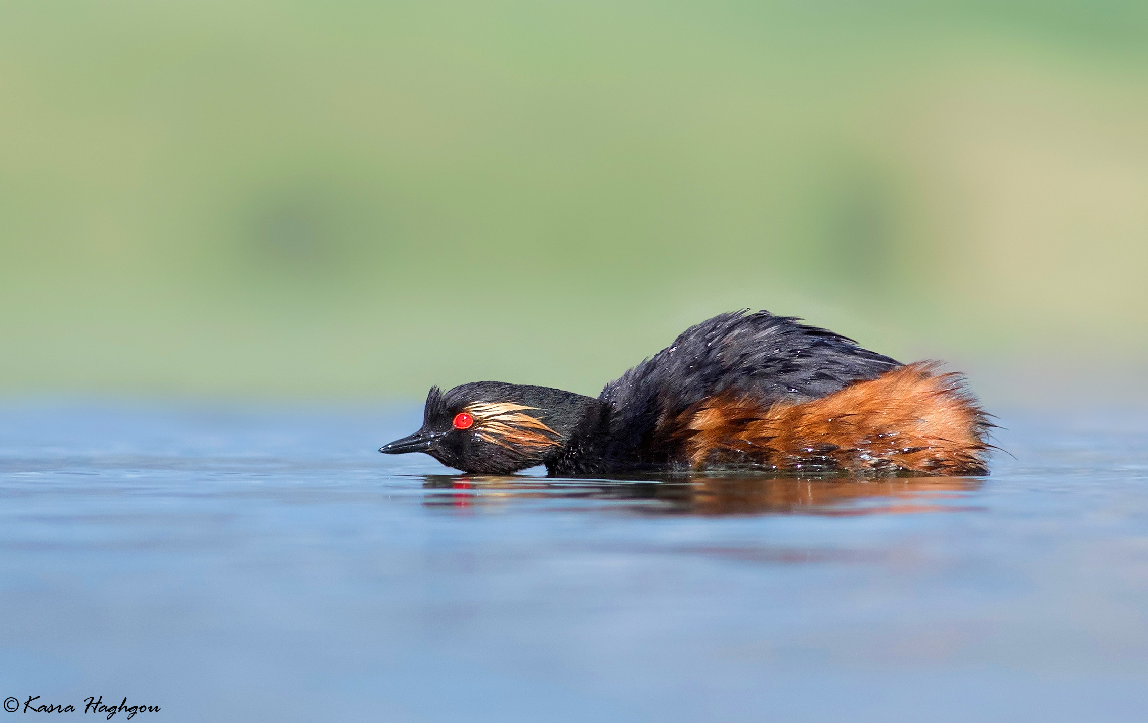 Black-necked Grebe