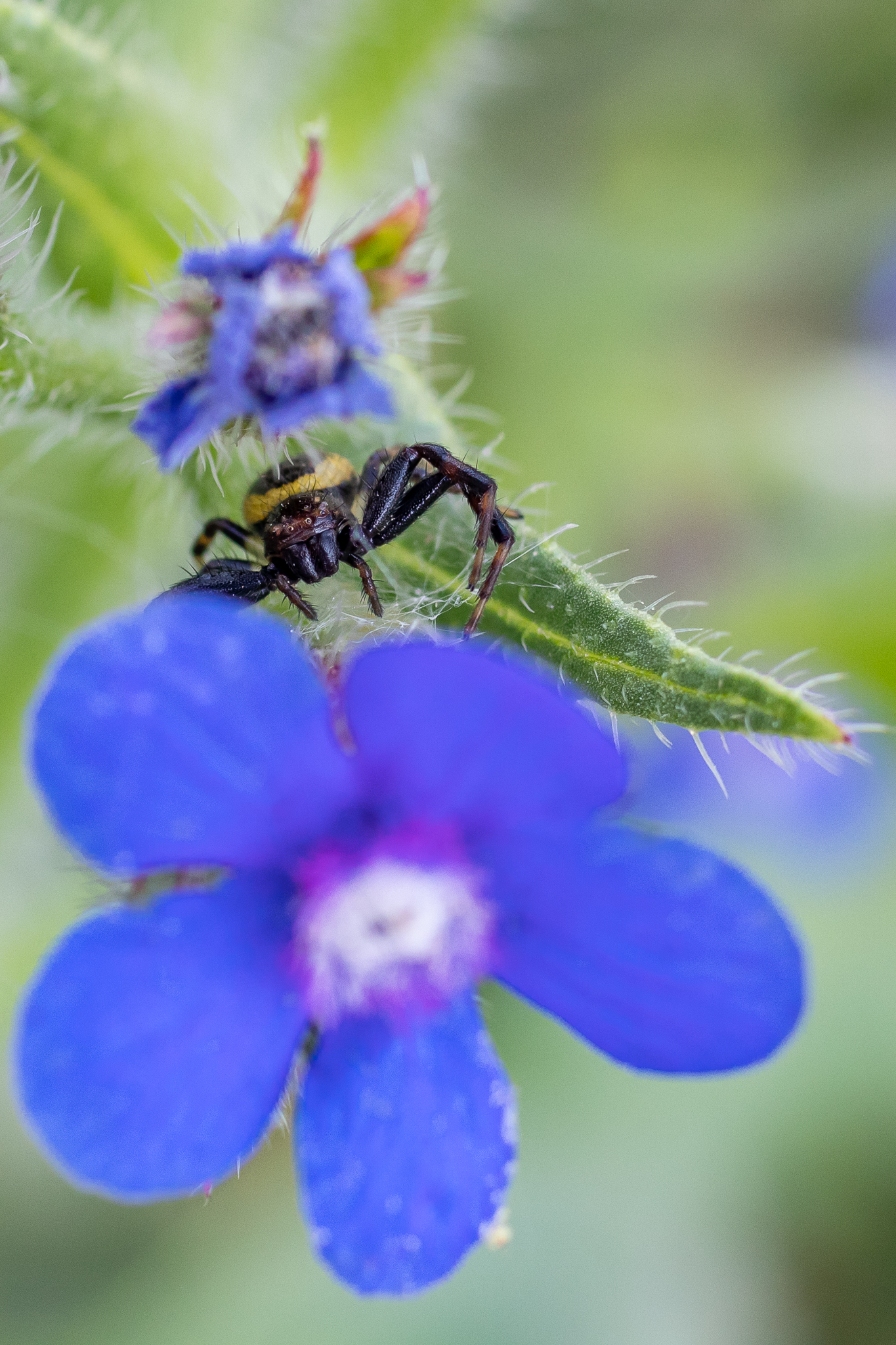 Crab spider on purple