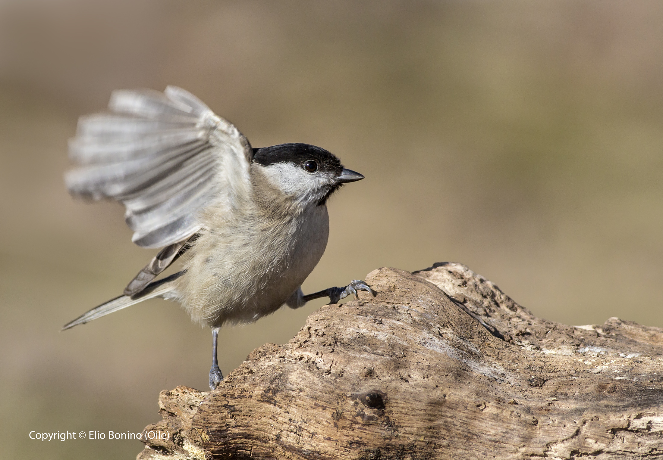 Marsh Tit (Parus palustris)