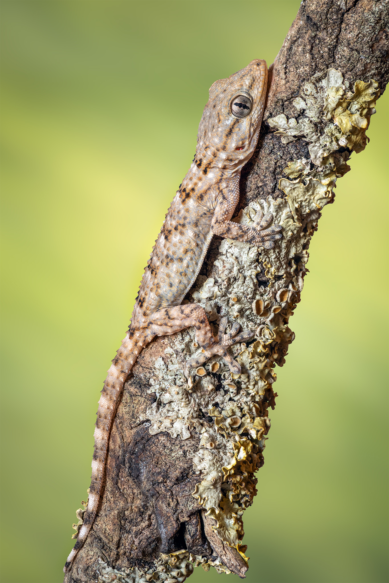 Common gecko