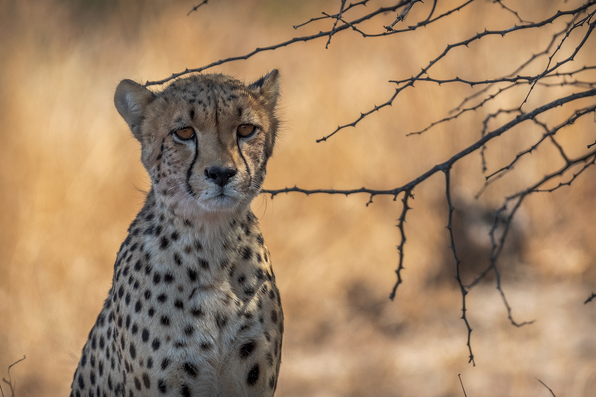 Cheetah