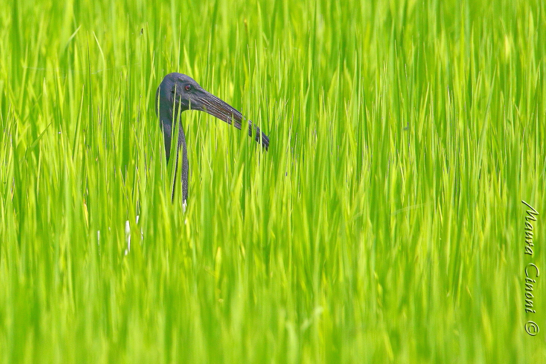 Ibis Sacro in Risaia