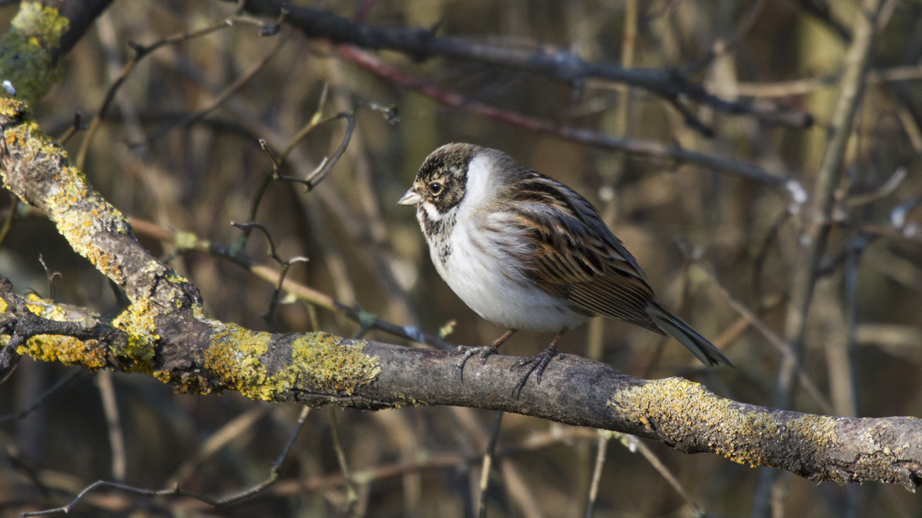 Migliarino  di palude