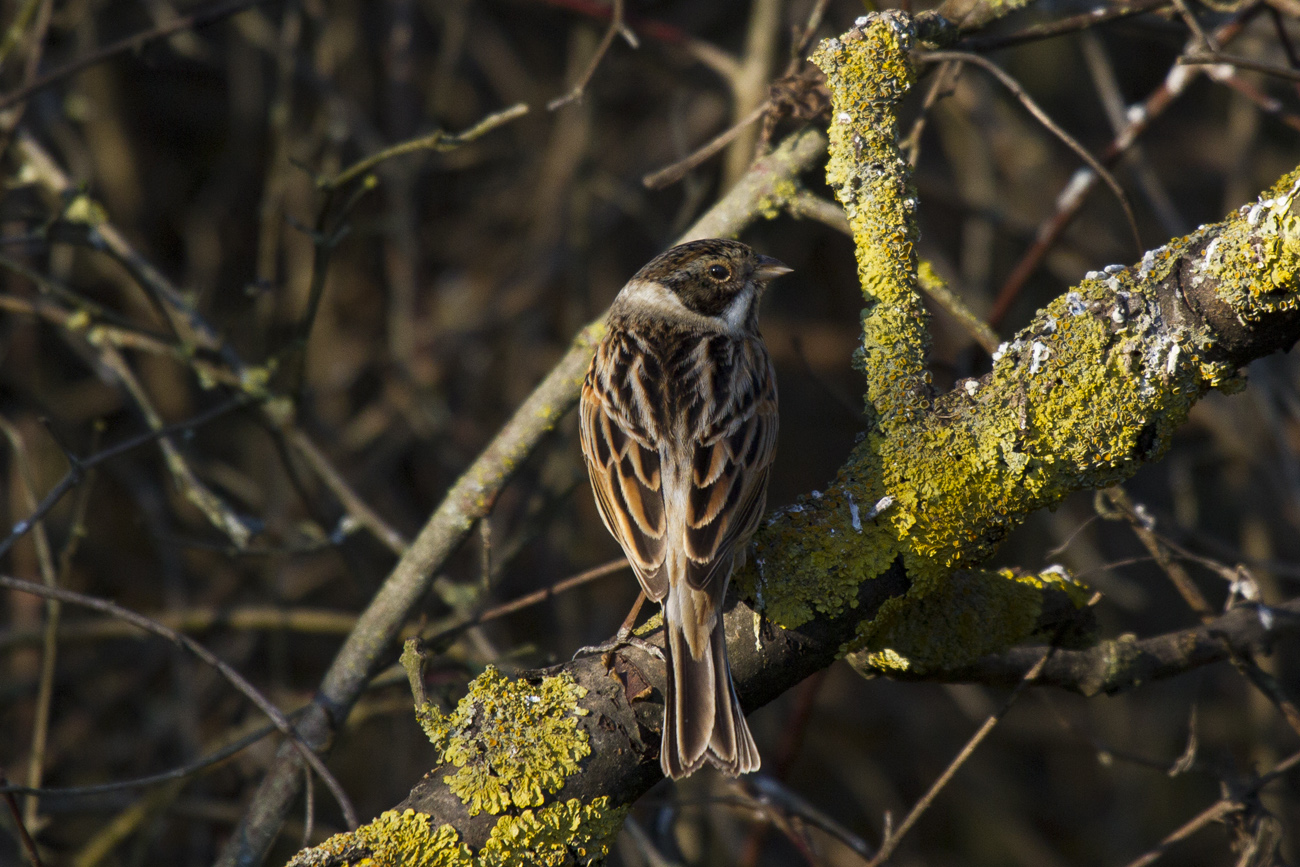 Migliarino di palude