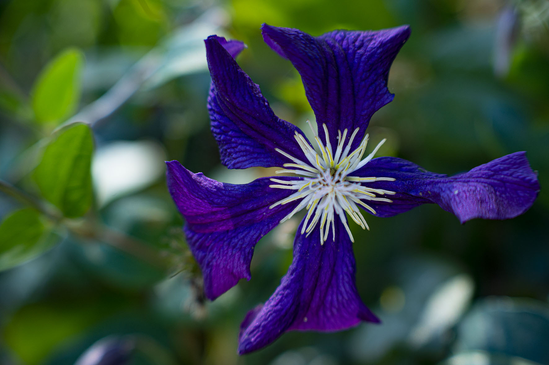 fiore blu e giallo 2