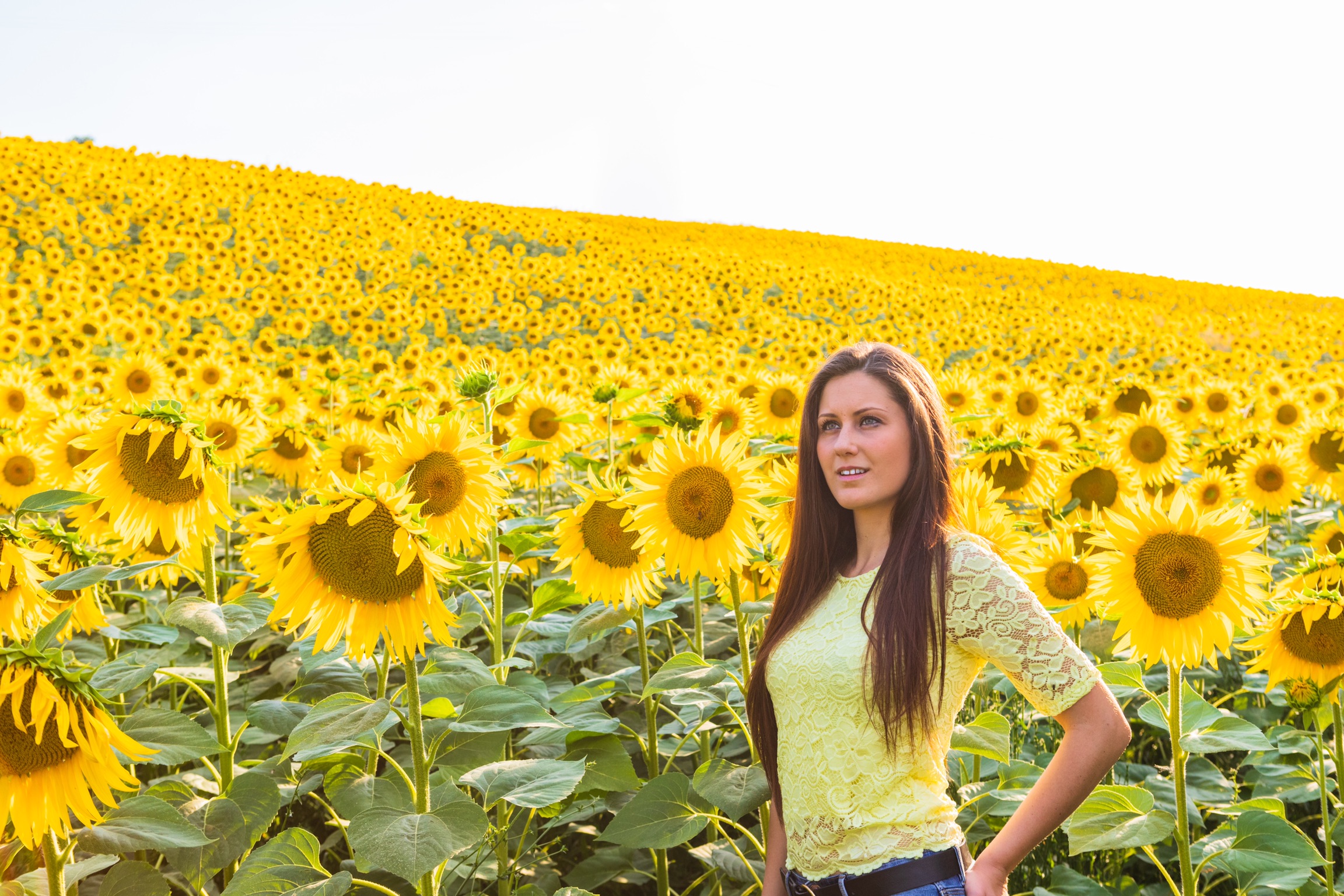 Not all flowers are sunflowers ?